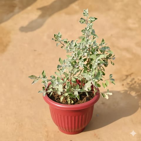 Leucophyllum/Purple Sage/Nicodia/Nicosia Plant Pune in 8 Inch Terracotta Red Olive Plastic Pot