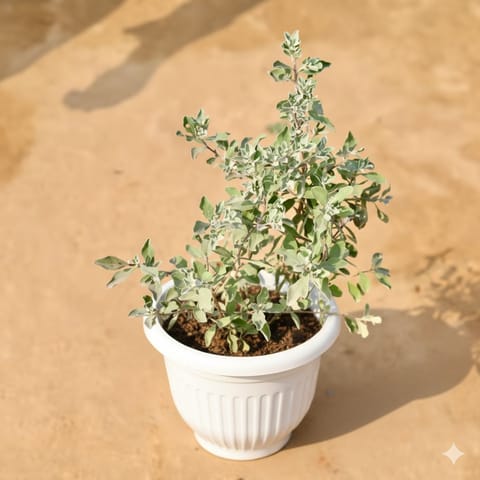 Leucophyllum/Purple Sage/Nicodia/Nicosia Plant Pune in 8 Inch White Olive Plastic Pot