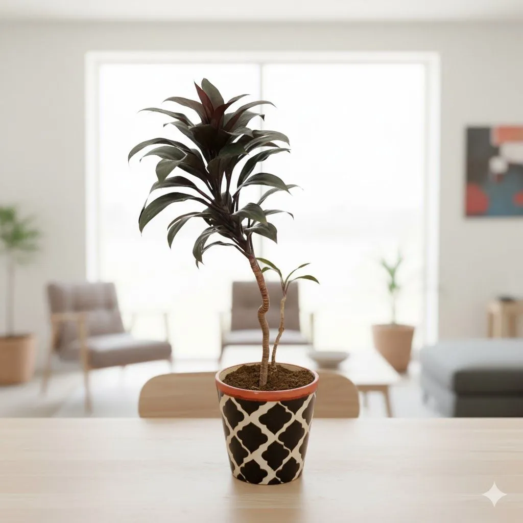 Dracaena Rosea Small in 5 Inch Black Moroccan Designer Balti Shaped Ceramic Pot