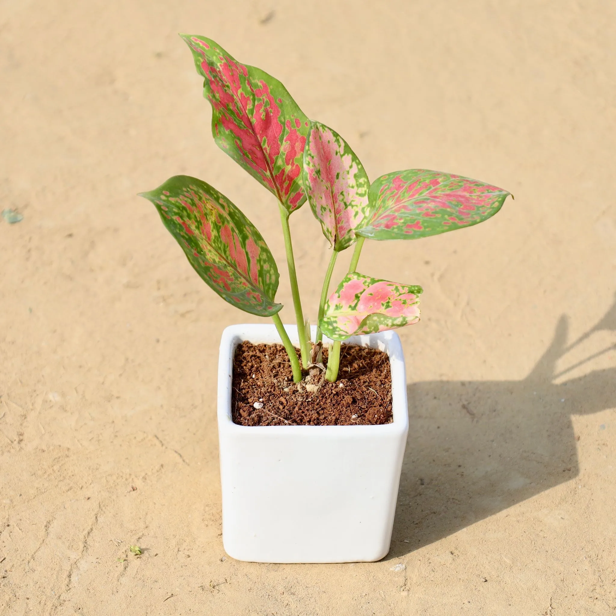 Aglaonema Pink in 3 Inch White Classy Cup Ceramic Pot ? Minimalist Glossy Succulent Pot, Indoor Flower Pot for Home and Office D?cor