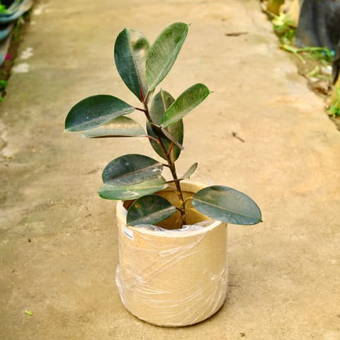 Rubber Black in 11 X 11 Inch Live Fresh Plant Sandstone Premium Dochieo Fiberglass Planter- Durable large size decorative fiber pot for indoor outdoor plants with 5 year warranty in Rohini Sector 13