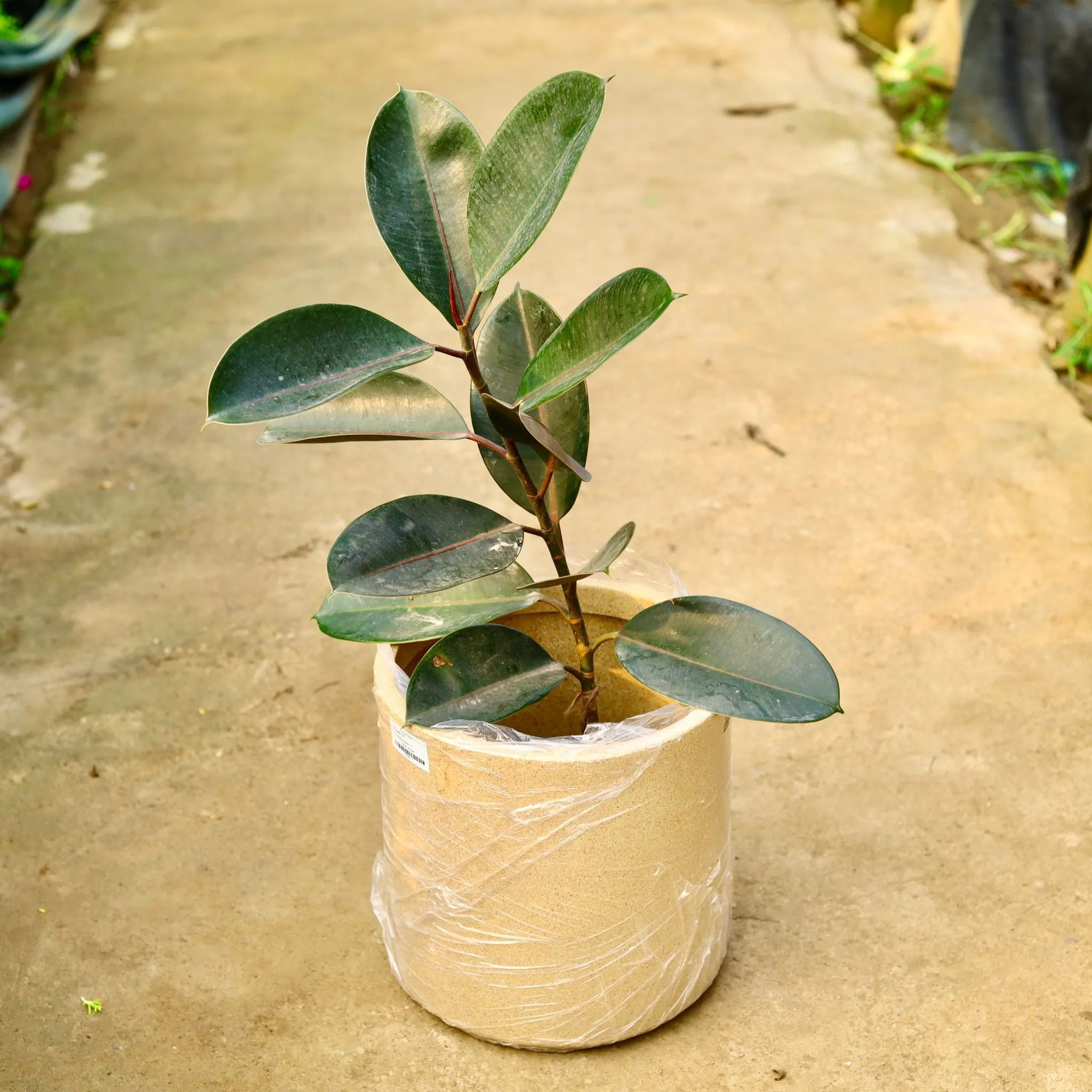 Rubber Black in 11 X 11 Inch Sandstone Premium Dochieo Fiberglass Planter- Durable large size decorative fiber pot for indoor outdoor plants with 5 year warranty