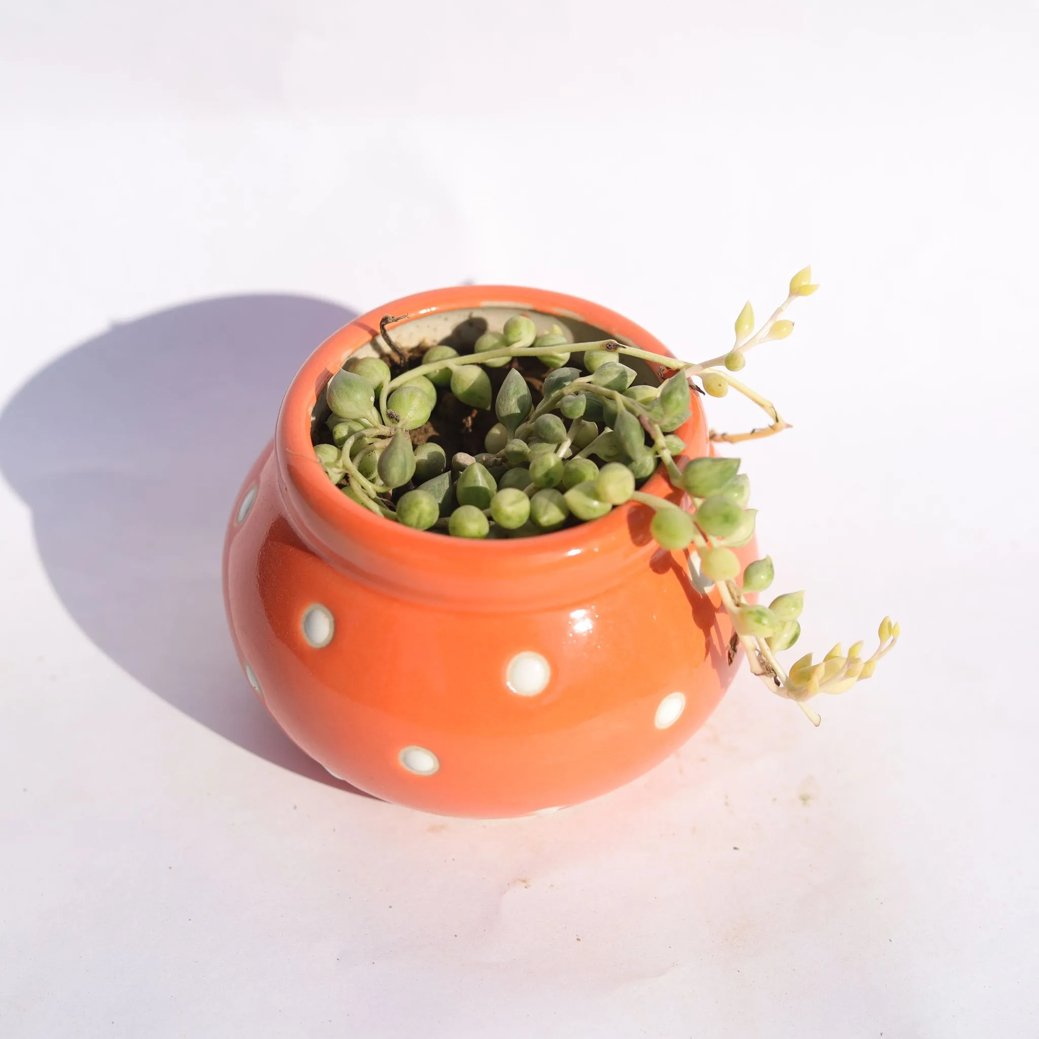 String of Pearls Green Succulent in 3 Inch Orange Polka Dotted Handmade Matki Ceramic Pot  Minimalist Glossy Succulent Pot, Indoor Flower Pot for Home and Office D cor