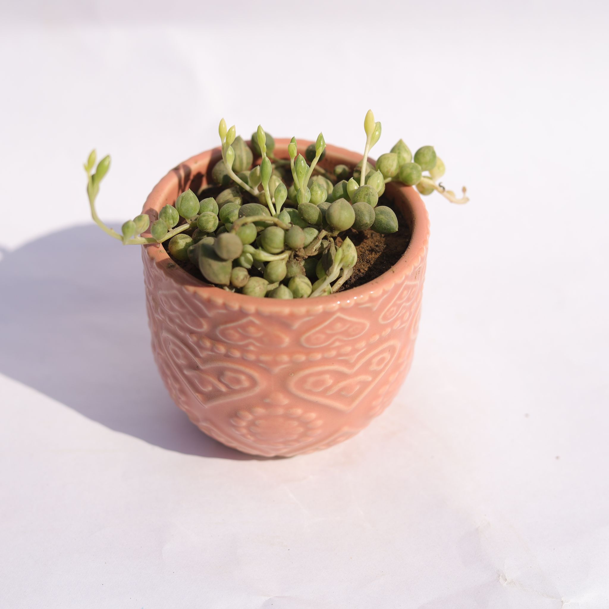 String of Pearls Green Succulent in 3.5 Inch Pink 3D Heart Handcrafted Textured Ceramic Pot Minimalist Glossy Succulent Pot, Indoor Flower Pot for Home and Office D cor