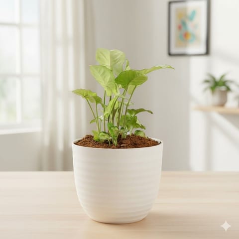 Gift Ready - Syngonium White in 4 Inch White Avora Premium Plastic Planter - with Gift Bag