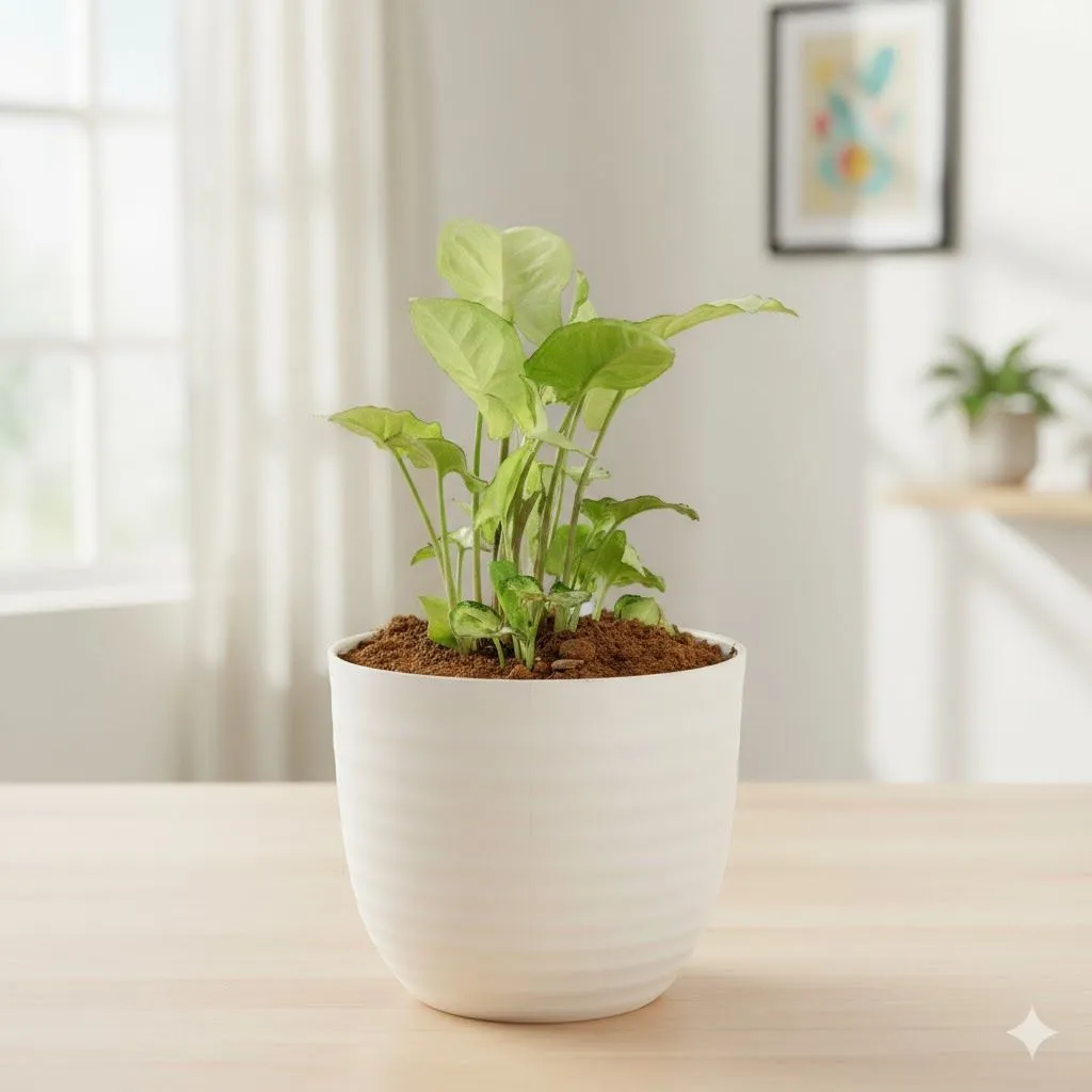 Gift Ready - Syngonium White in 4 Inch White Avora Premium Plastic Planter - with Gift Bag