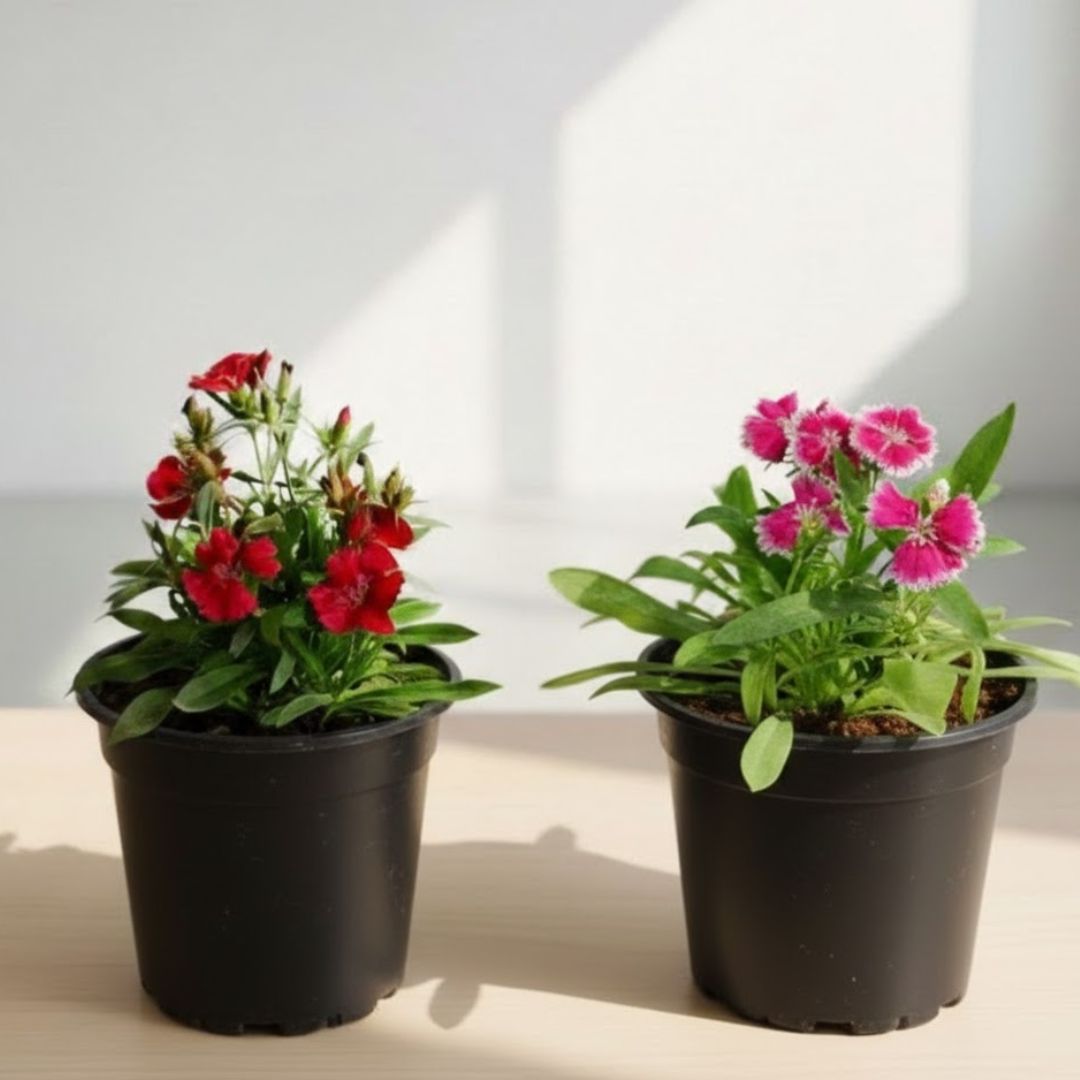 Winter Bloom Set of 2 - Dianthus (any colour) in 4 Inch Nursery Pot