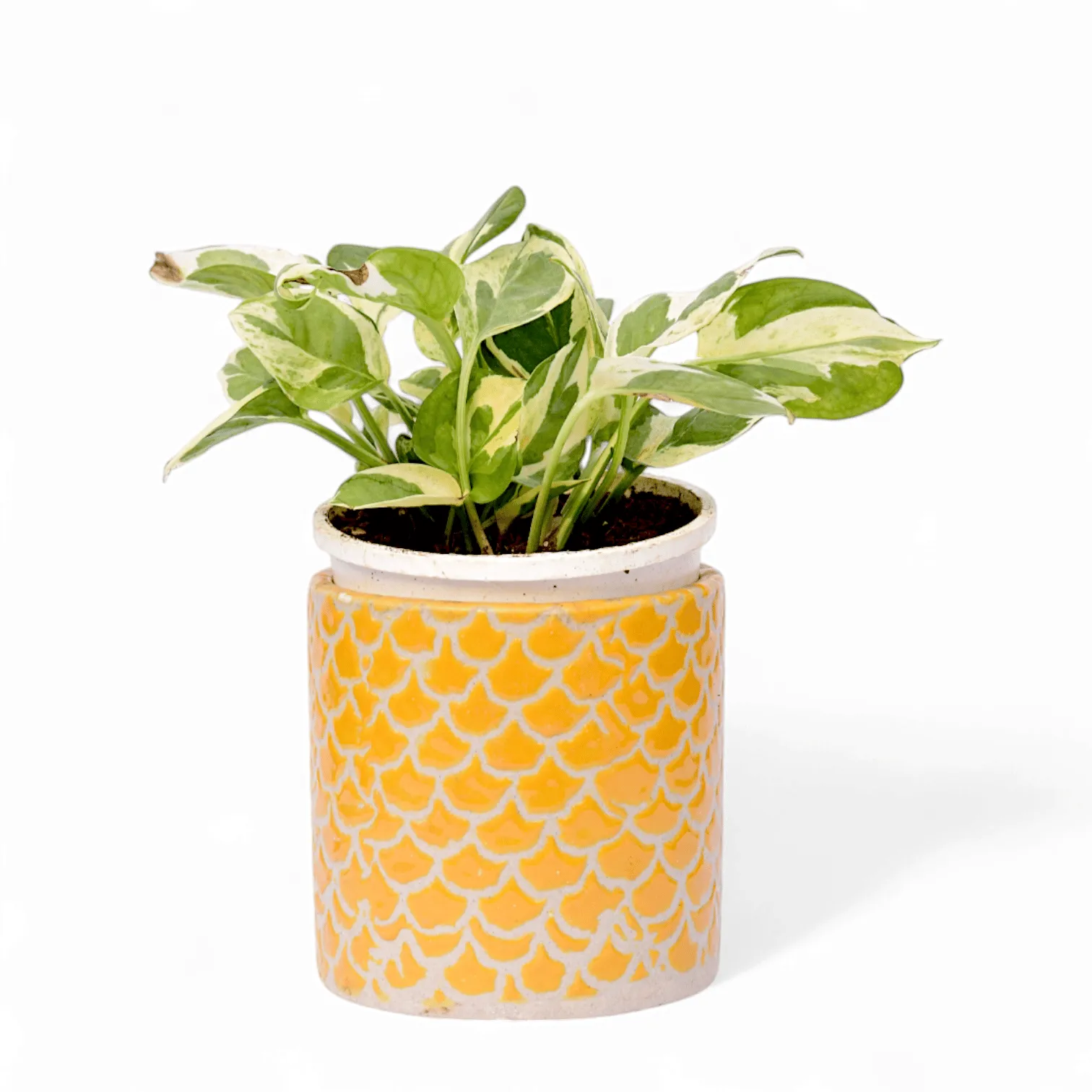 Money Plant N'Joy in 4 Inch Yellow Fishscale Textured Cylindrical Ceramic Pot
