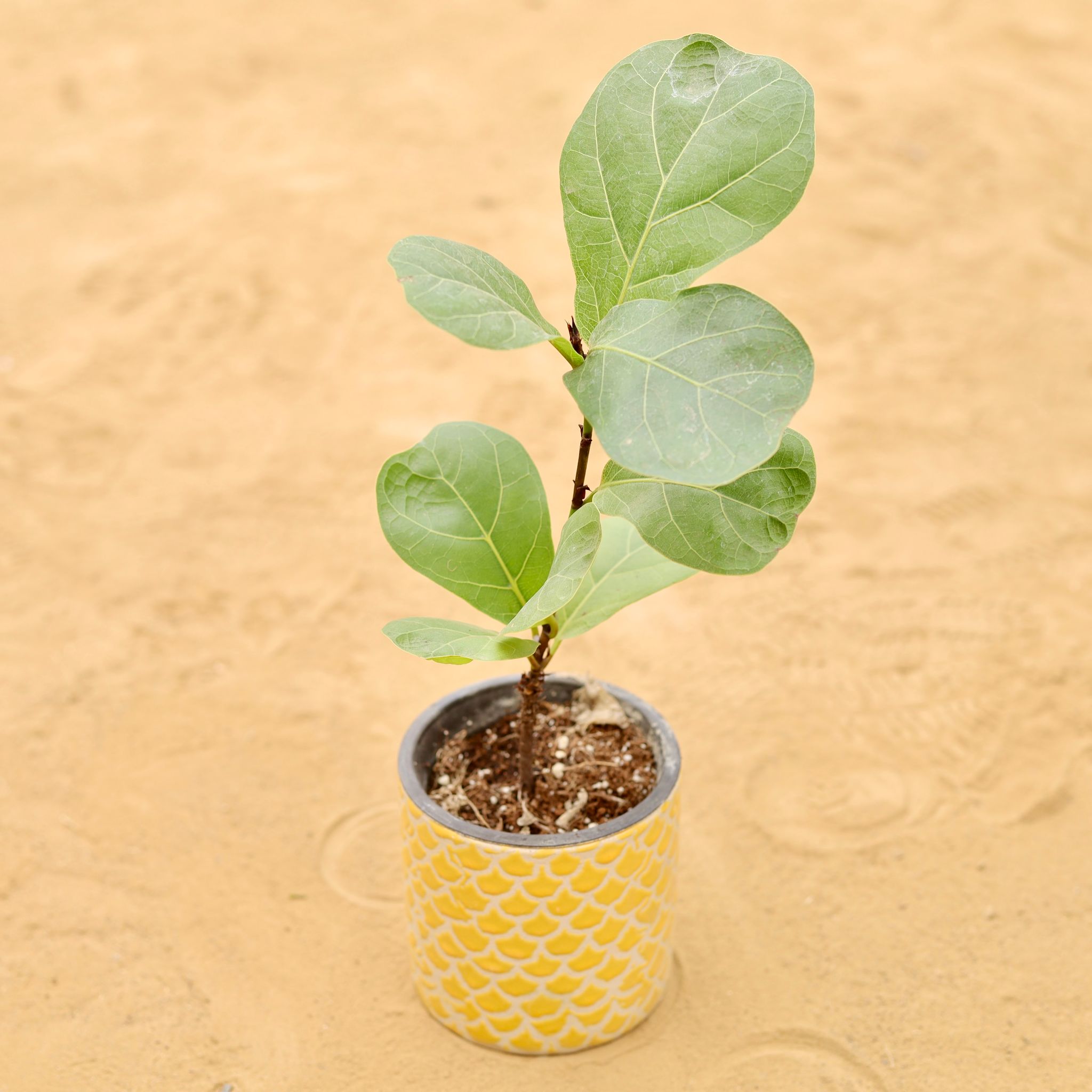 Fiddle Leaf Fig / Ficus Lyrata in 4 Inch Yellow Fishscale Textured Cylindrical Ceramic Pot