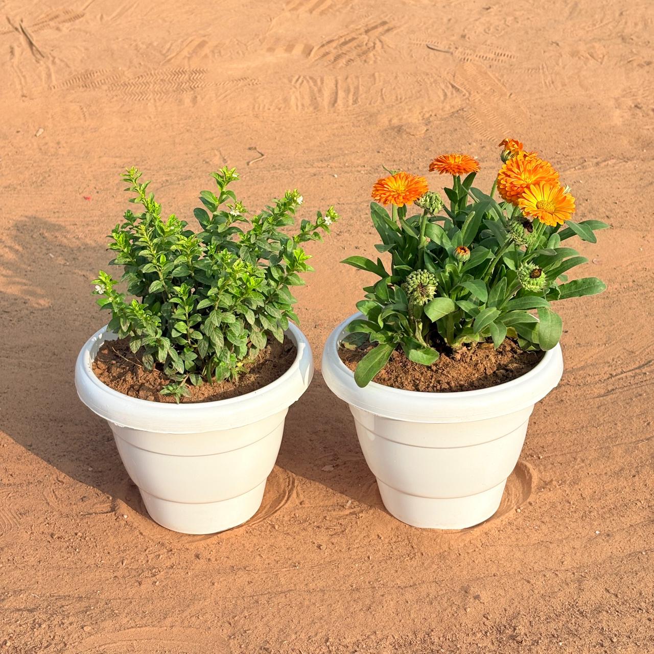 Set of 2 - Cuphea / False Heather & Calendula (Any Colour) in 8 Inch White Classy Plastic Pot