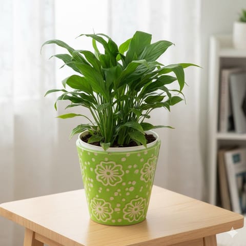 Peace Lily Plants