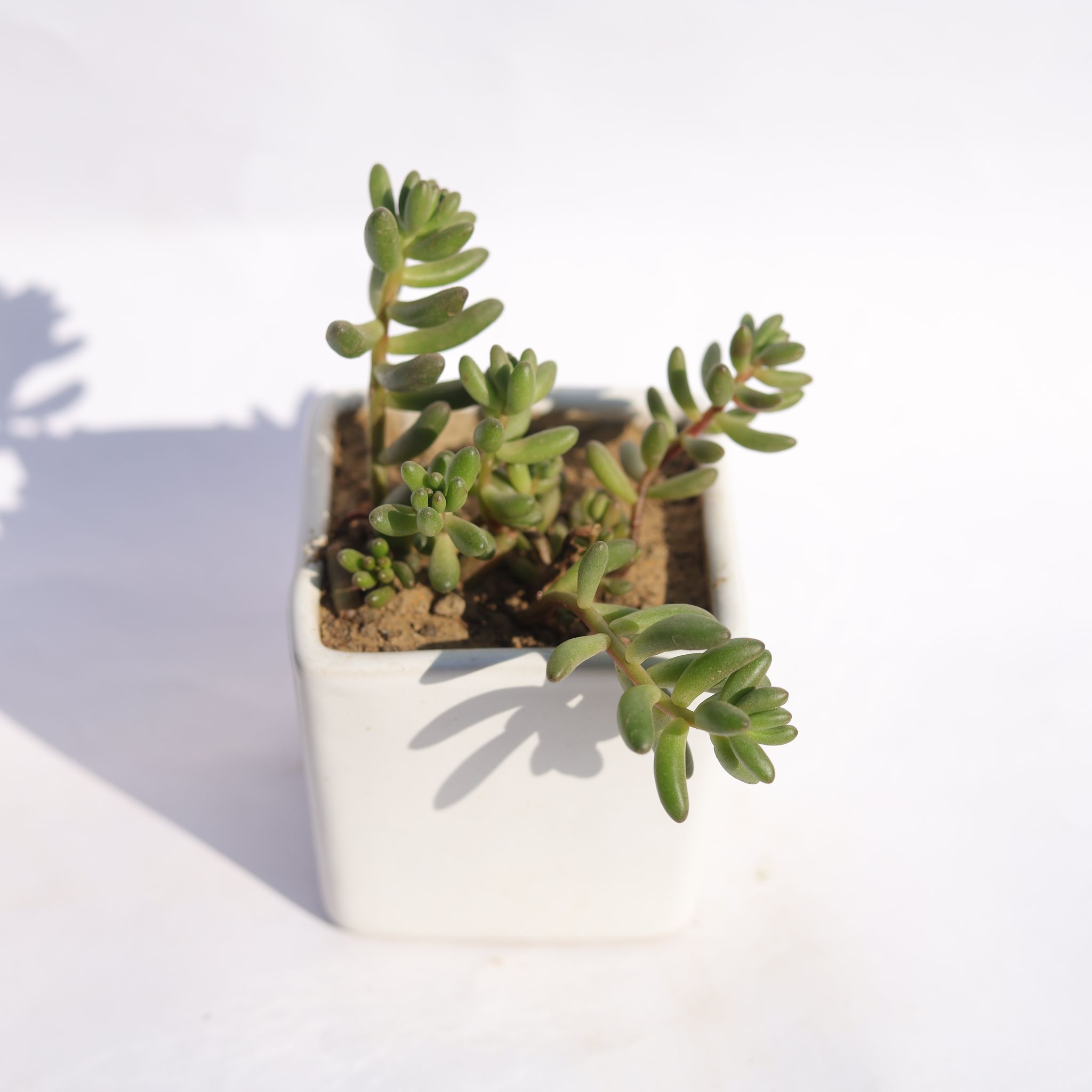 Jelly Bean Succulent in 4 Inch Classy White Square Shaped Ceramic Pot