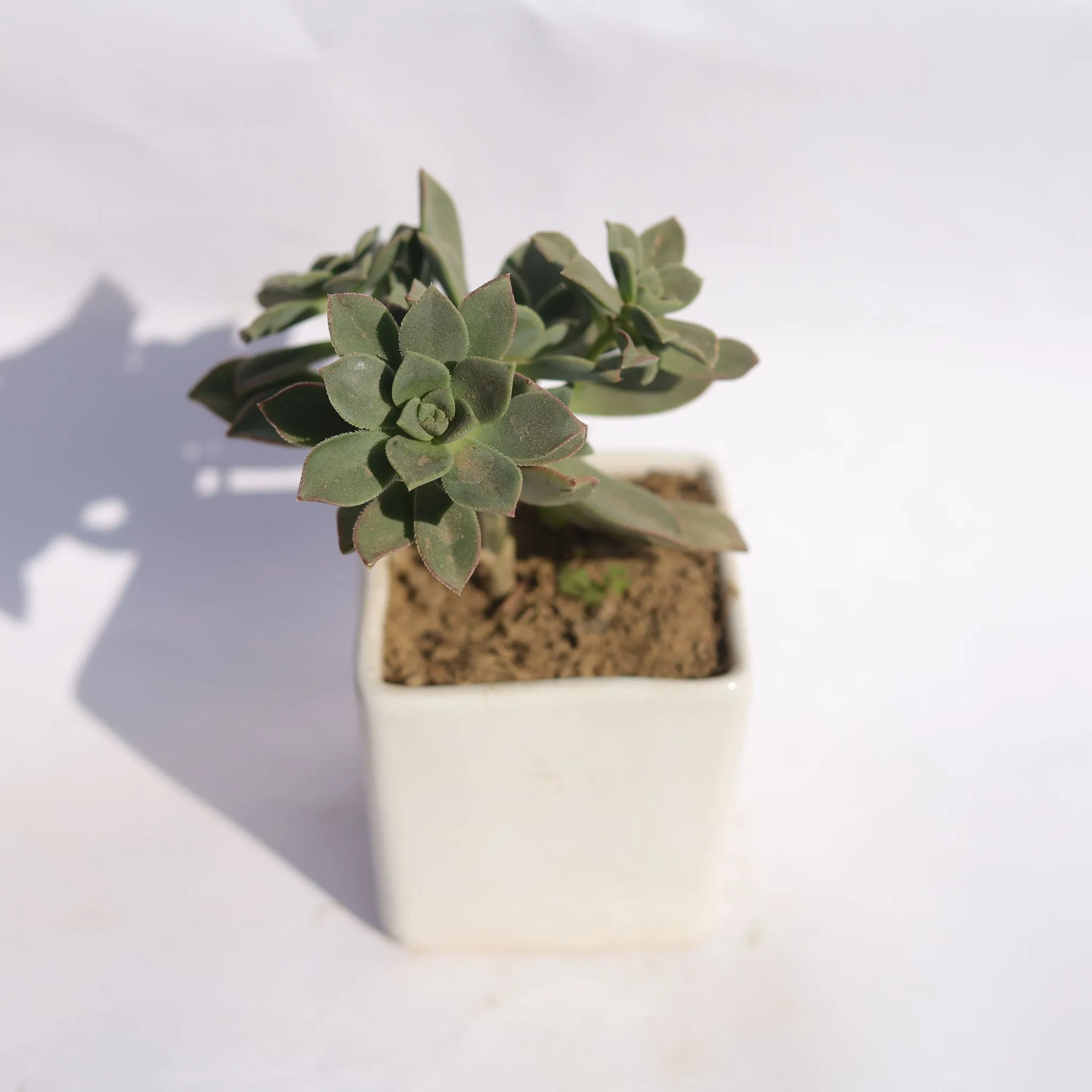 Aeonium Kiwi Succuelnt in 4 Inch Classy White Square Shaped Ceramic Pot