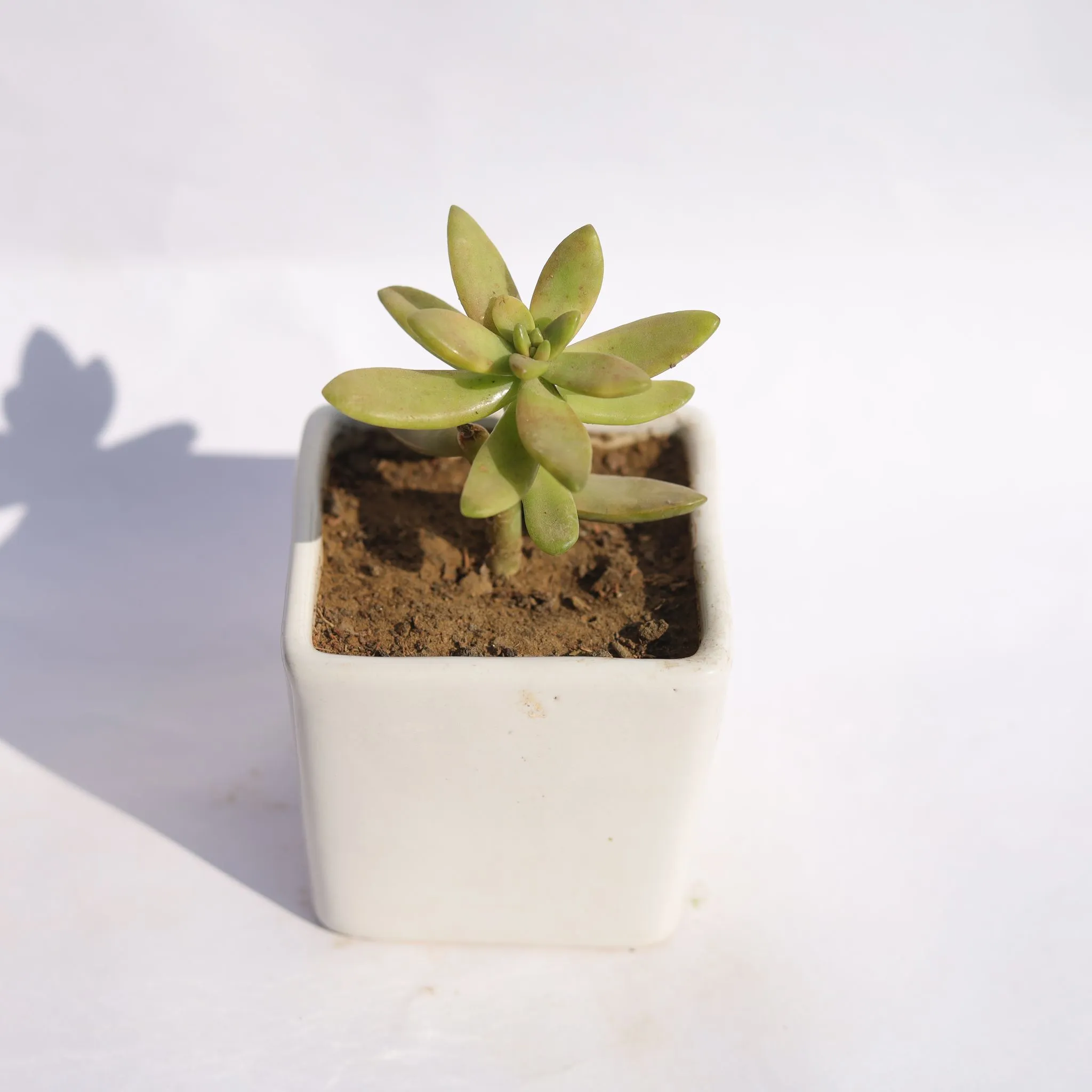 Sedum Adolphi in 4 Inch Classy White Square Shaped Ceramic Pot