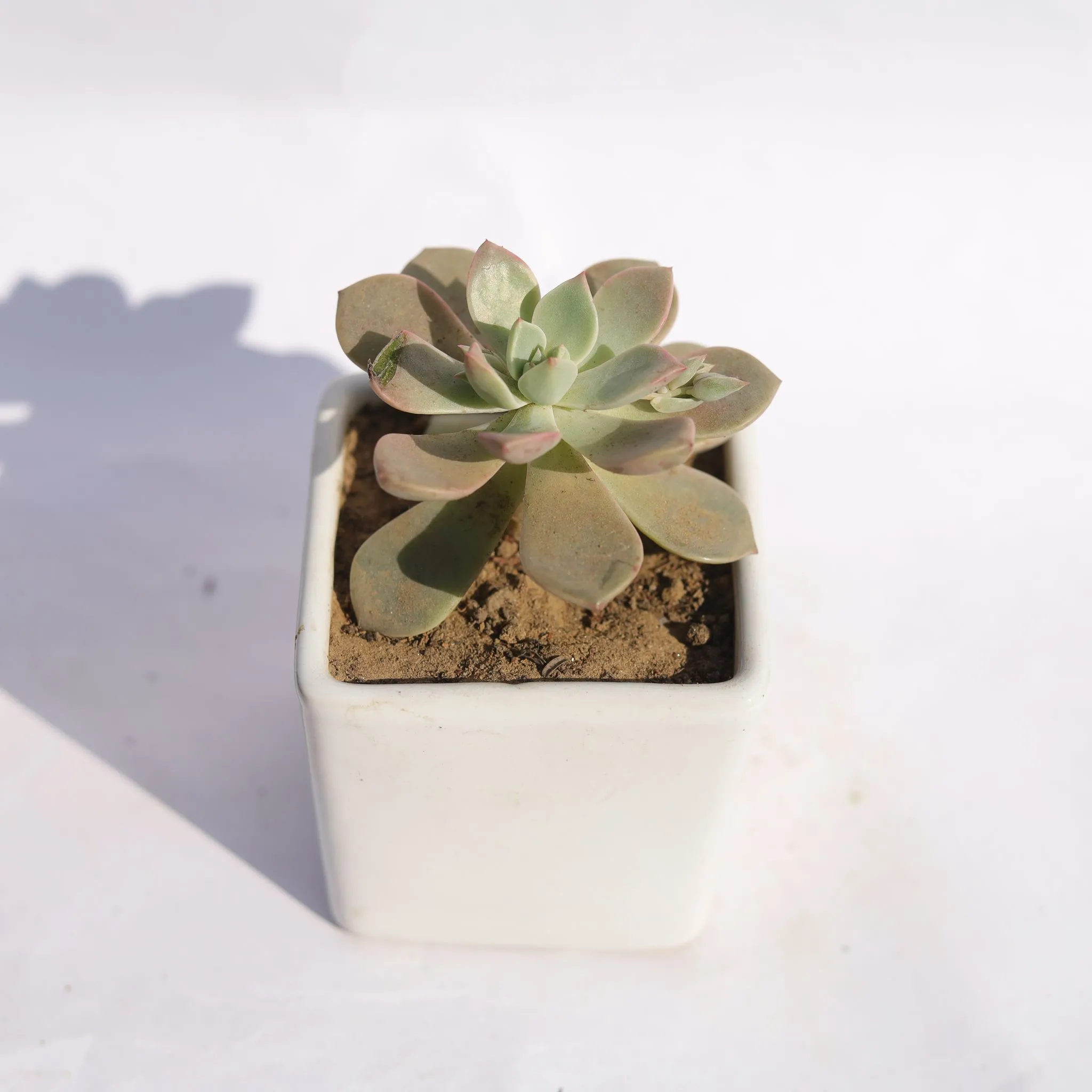 Echevera Devotion / Red Velvet in 4 Inch Classy White Square Shaped Ceramic Pot