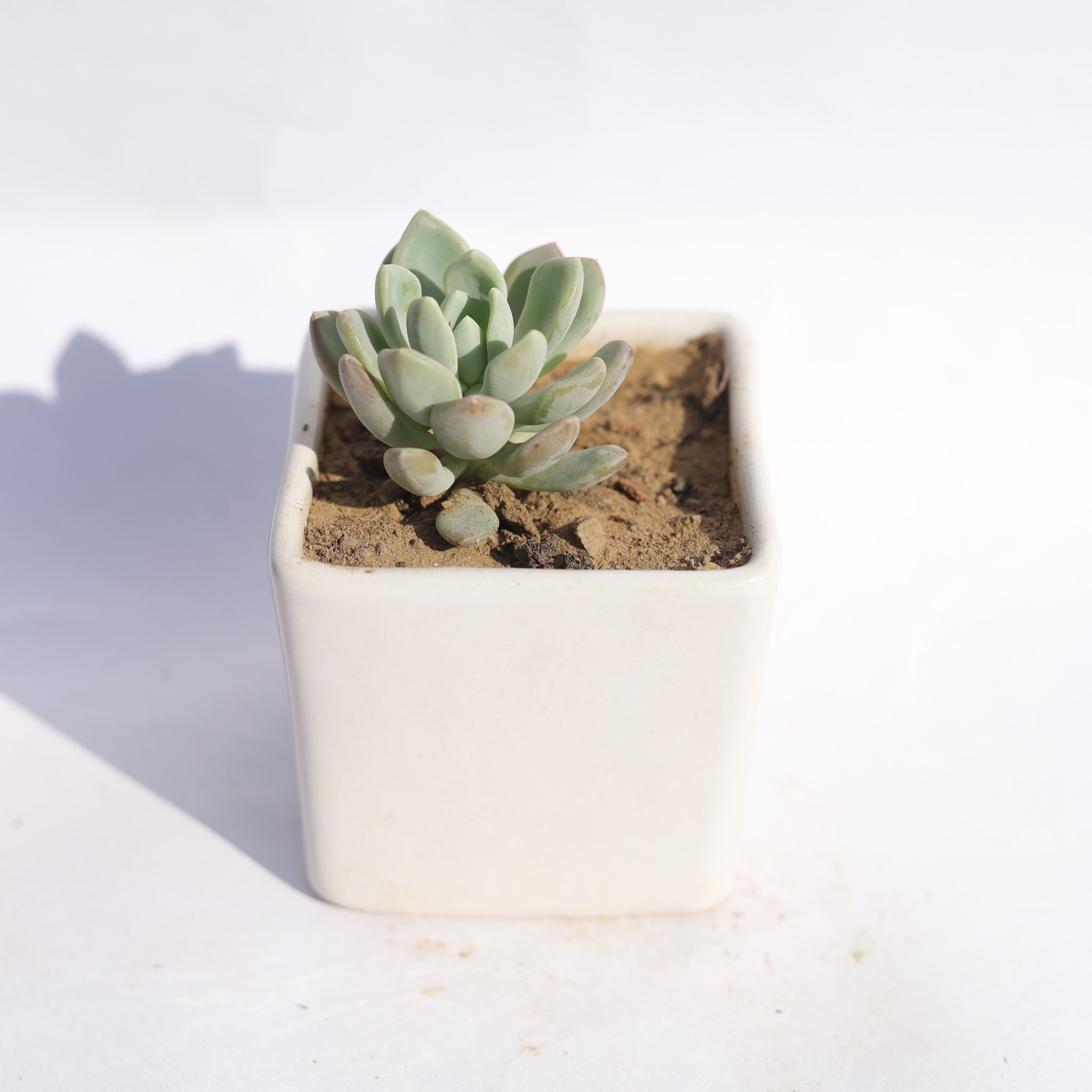 Echeveria Moonglow Succulent in 4 Inch Classy White Square Shaped Ceramic Pot