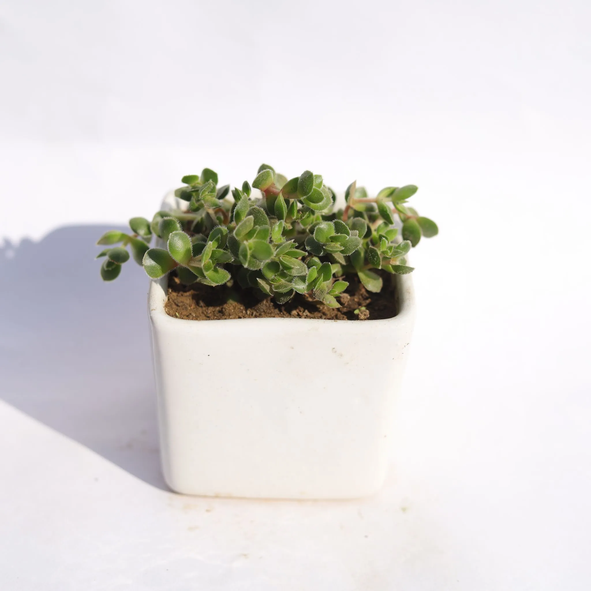 Crassula David Succulent in 4 Inch Classy White Square Shaped Ceramic Pot