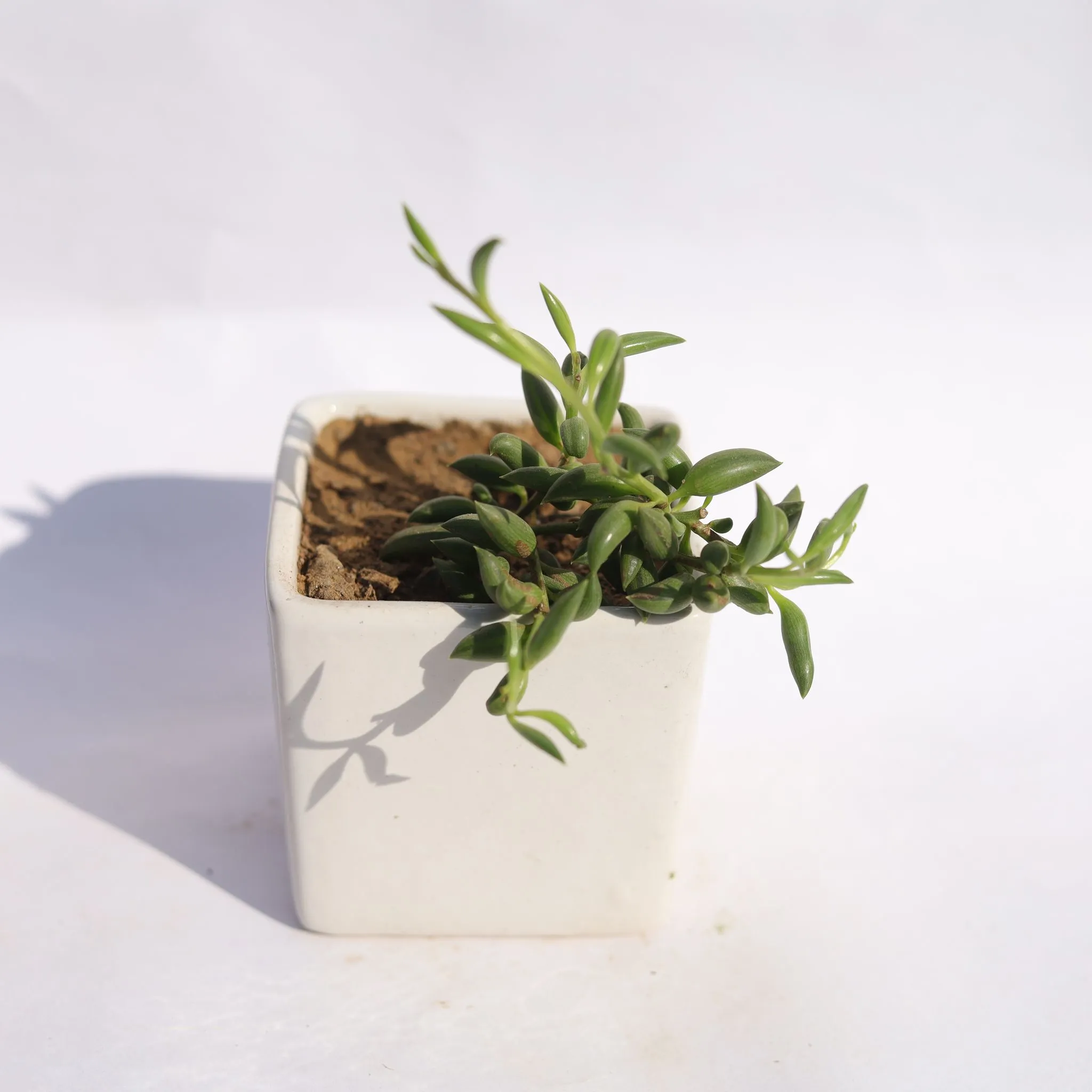 String of Banana in 4 Inch Classy White Square Shaped Ceramic Pot