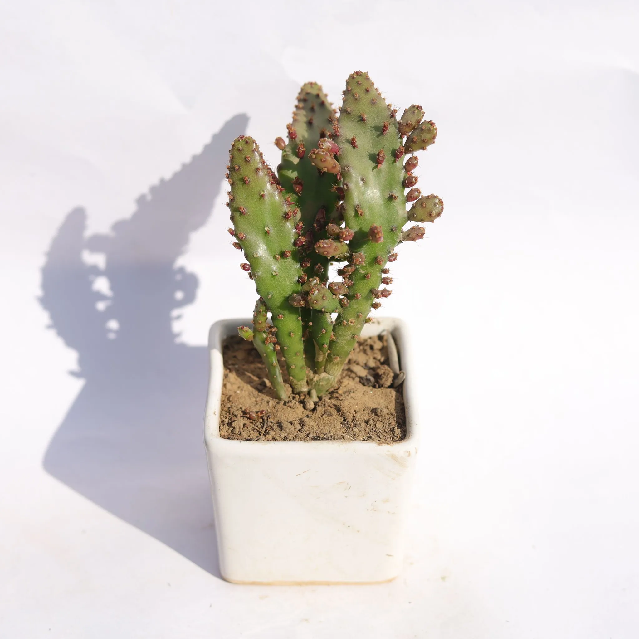 Optunia Monacantha Succulent in 4 Inch Classy White Square Shaped Ceramic Pot