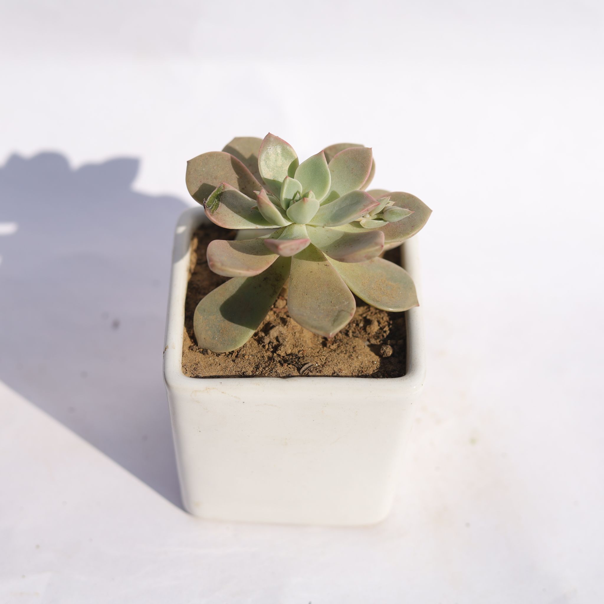 Echevera Devotion / Red Velvet in 4 Inch Classy White Square Shaped Ceramic Pot