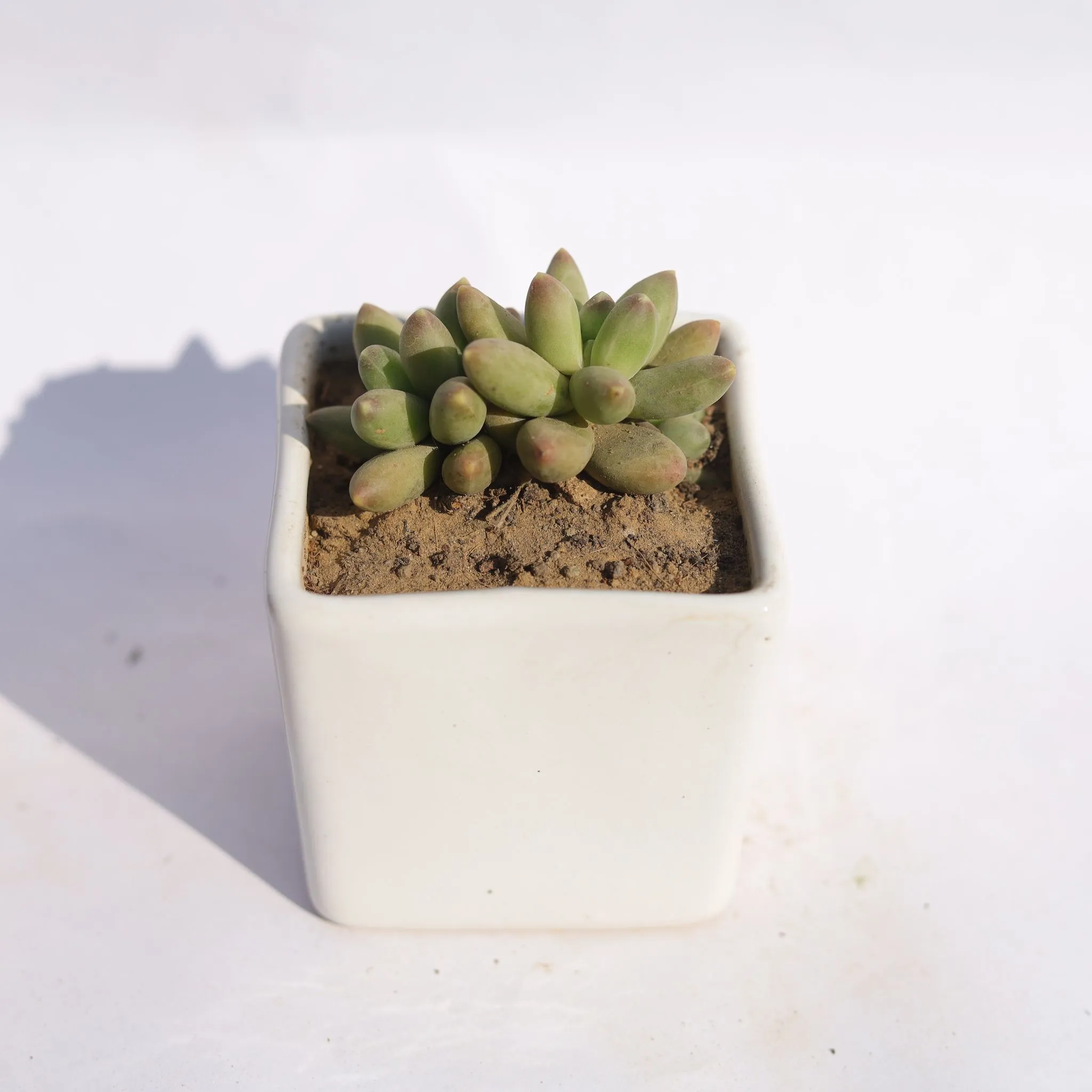 Pachyphyutum Compactum in 4 Inch Classy White Square Shaped Ceramic Pot