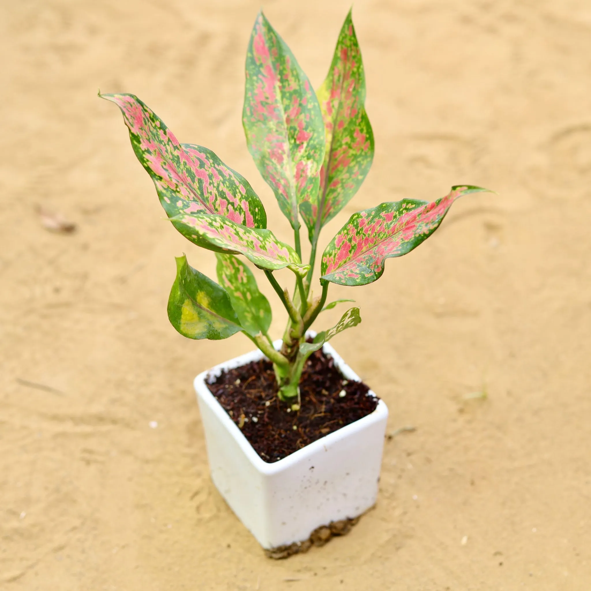 Aglaonema Pink in 4 Inch White Square Shaped Ceramic Pot
