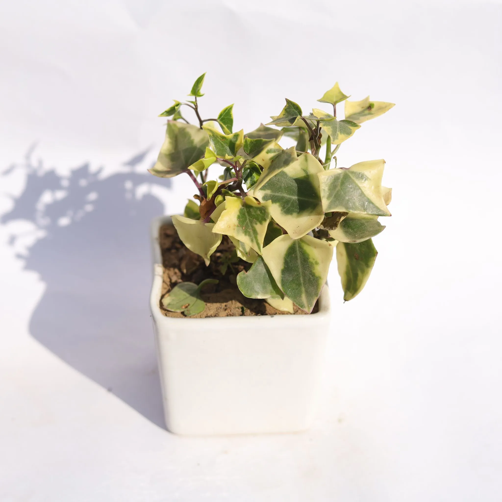 English Ivy in 4 Inch Classy White Square Shaped Ceramic Pot