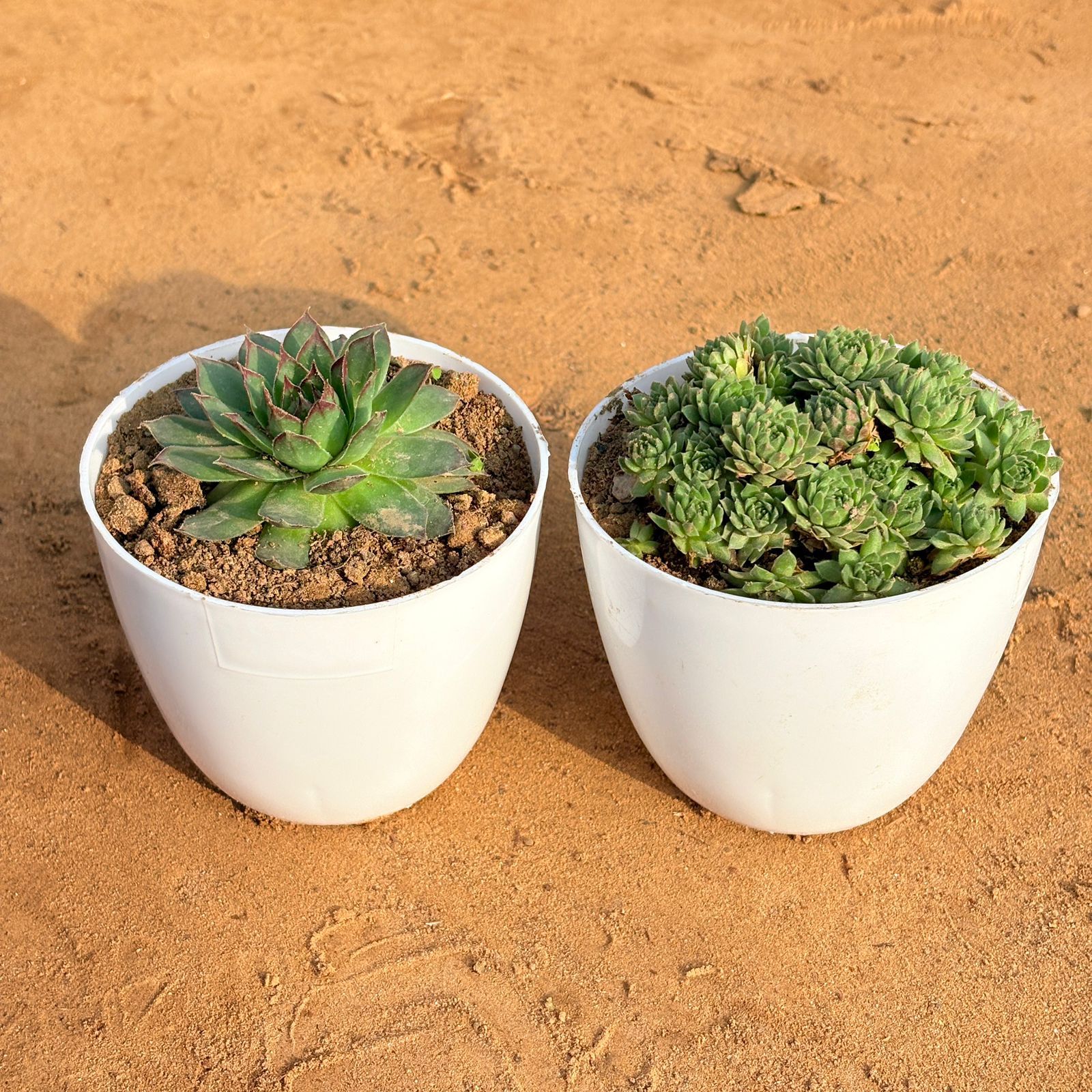 Set of 2 - Laxmi Kamal Succulent & Sempervivum Arachnoideum Succulent in 4 inch White Premium Orchid Round Plastic Pot