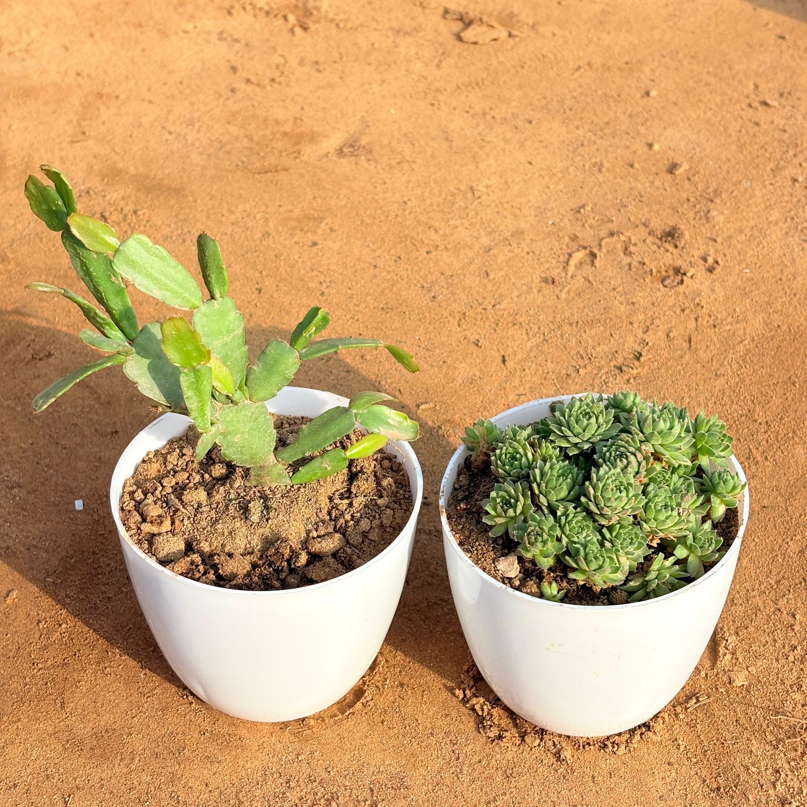 Set of 2 - Rare Christmas Cactus & Sempervivum Arachnoideum Succulent in 4 inch White Premium Orchid Round Plastic Pot
