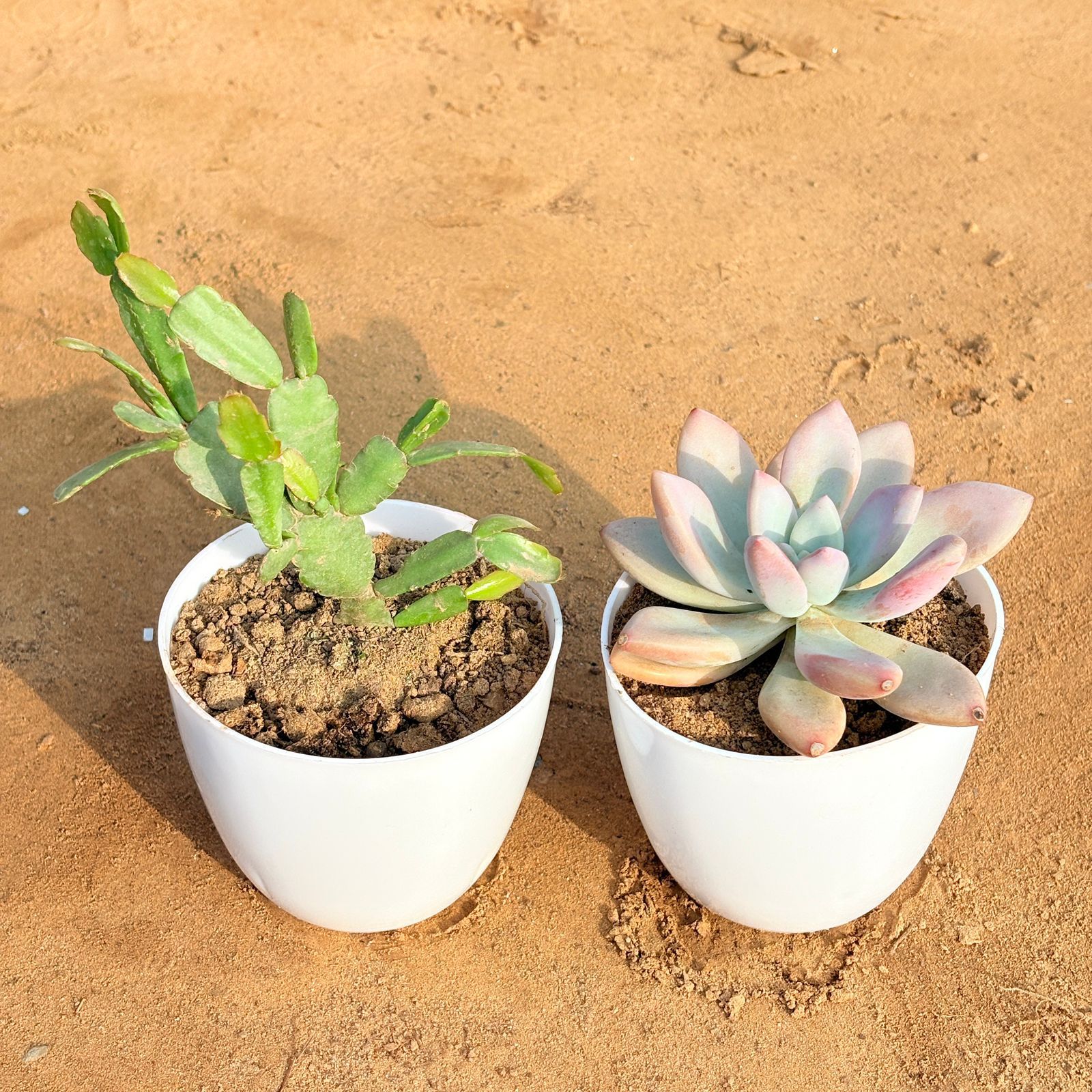 Set of 2 - Echeveria Devotion / Red Velvet & Rare Christmas Cactus in 4 inch White Premium Orchid Round Plastic Pot