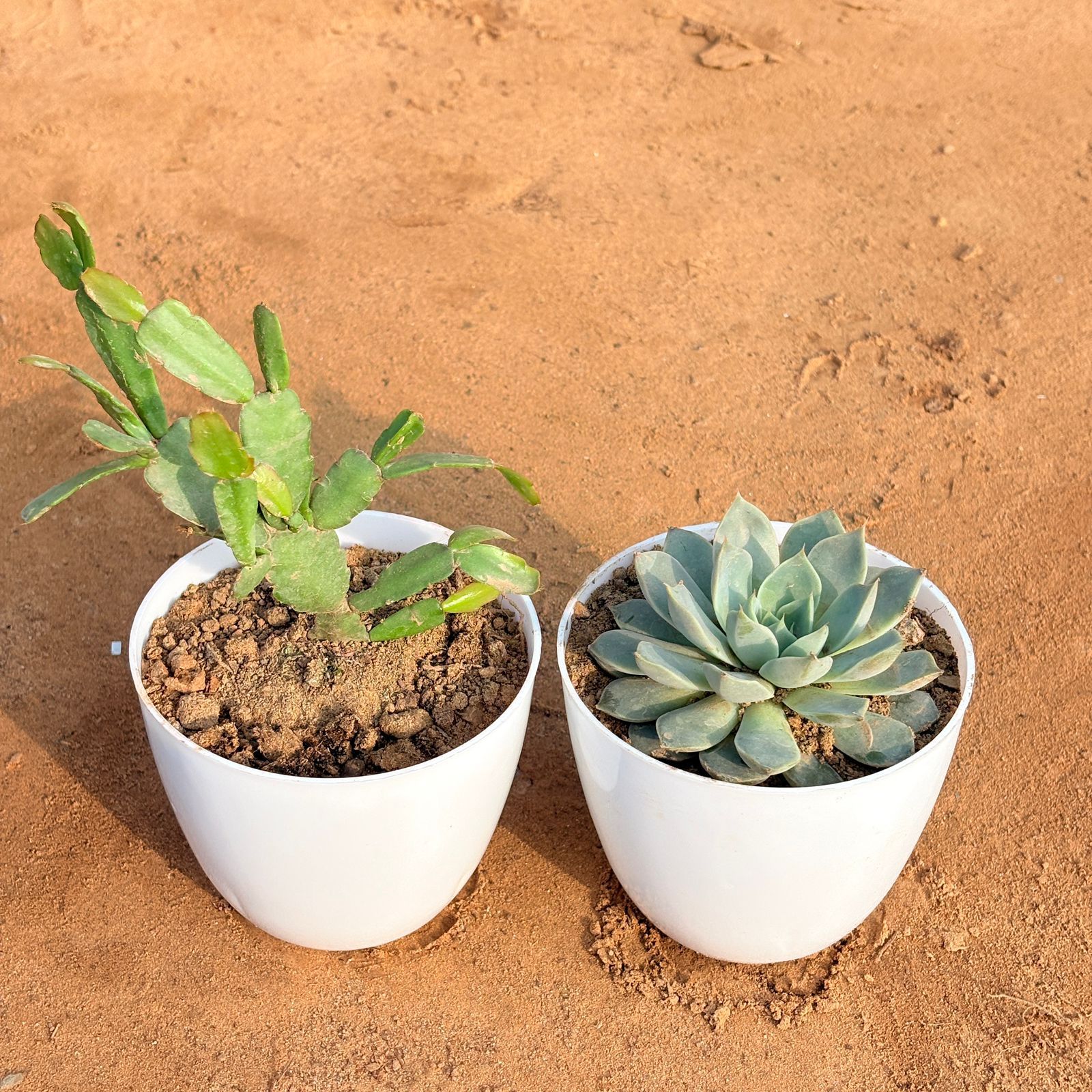 Set of 2 - Echeveria Brown Succulent & Rare Christmas Cactus in 4 inch White Premium Orchid Round Plastic Pot