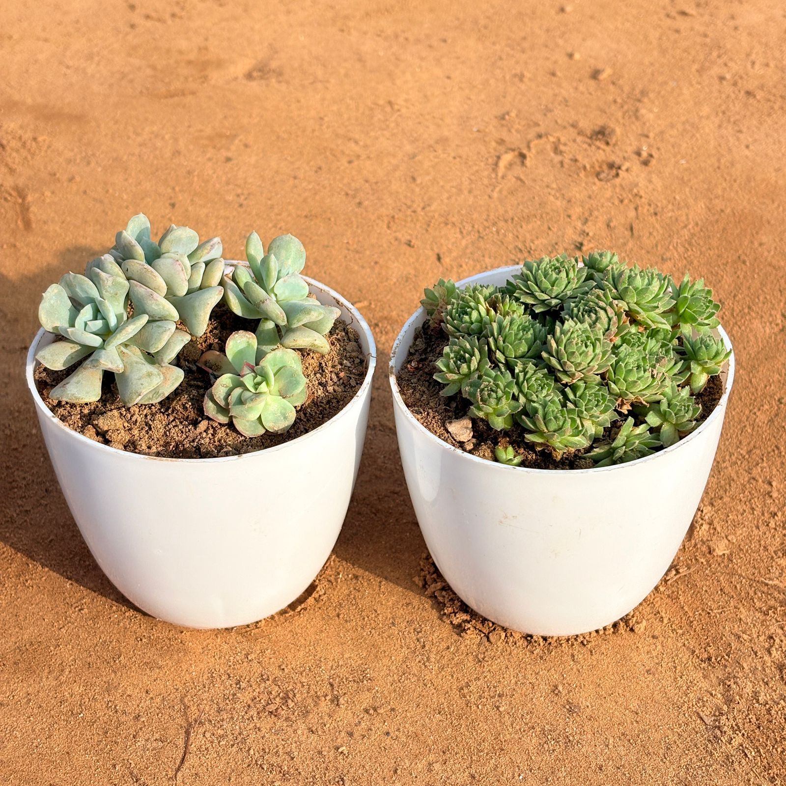 Set of 2 - Echeveria Runyonii Topsy Turvy Succulent & Sempervivum Arachnoideum Succulent in 4 inch White Premium Orchid Round Plastic Pot