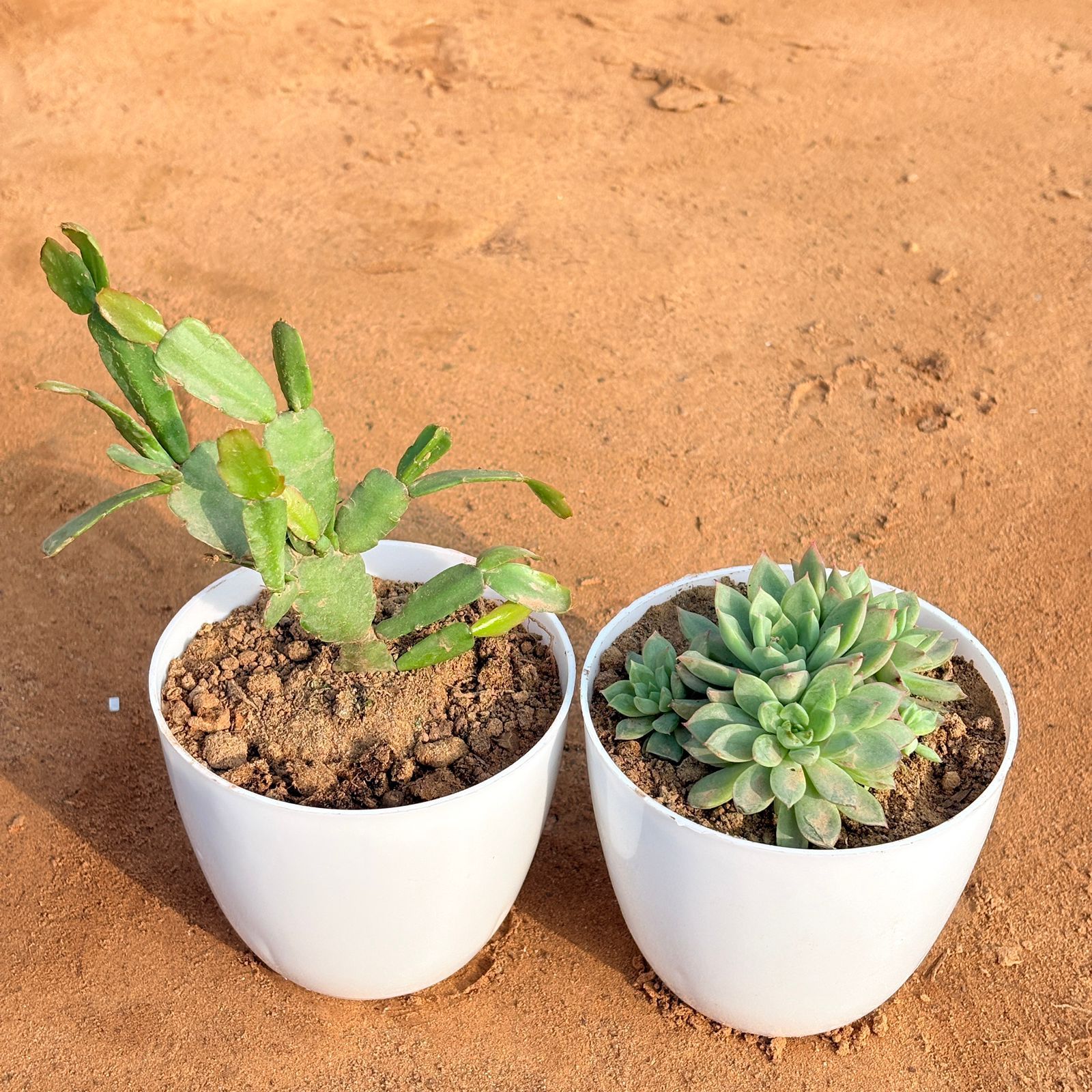 Set of 2 - Crassula Campfire & Rare Christmas Cactus in 4 inch White Premium Orchid Round Plastic Pot