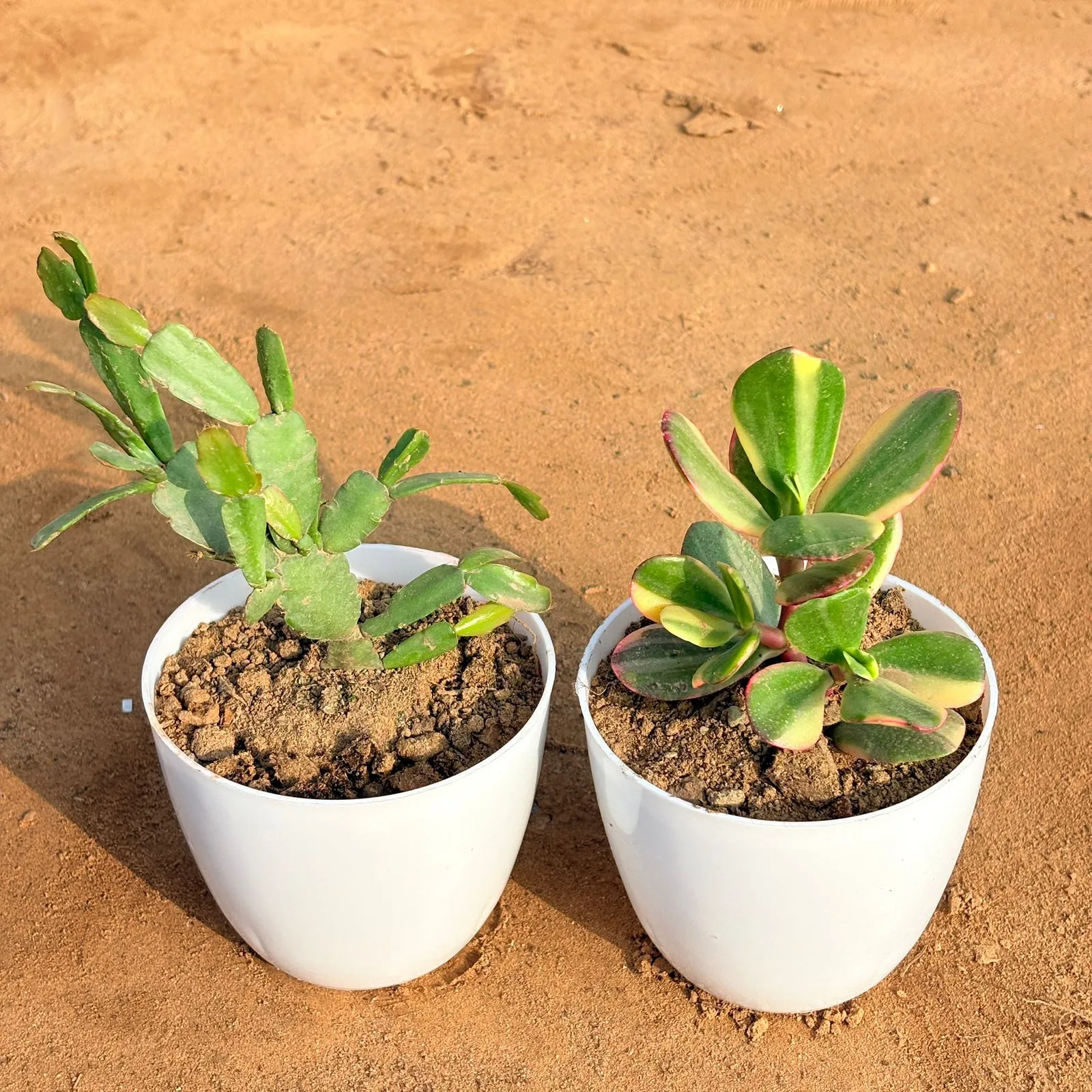 Set of 2 - Crassula Variegated Succulent & Rare Christmas Cactus in 4 inch White Premium Orchid Round Plastic Pot
