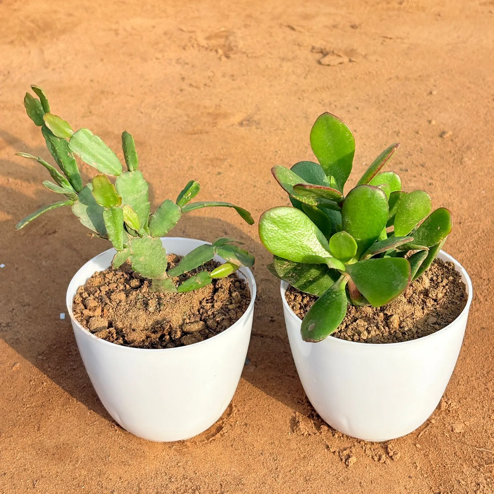 Set of 2 - Crassula Ovata/ Dhan Kuber & Rare Christmas Cactus in 4 inch White Premium Orchid Round Plastic Pot