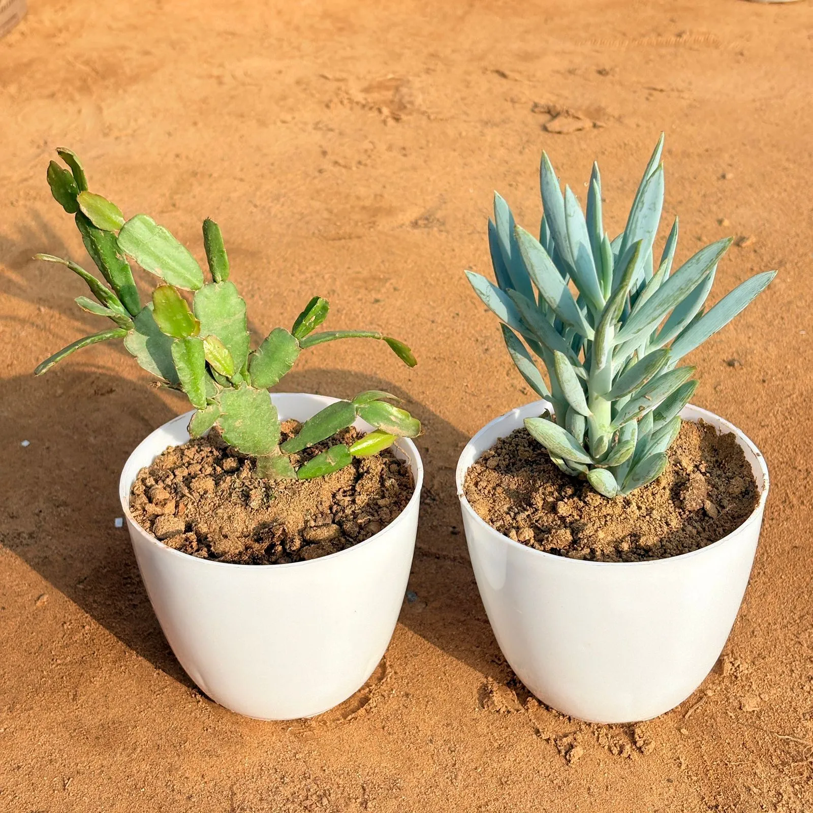 Set of 2 - Curio Repens Succulent & Rare Christmas Cactus in 4 inch White Premium Orchid Round Plastic Pot
