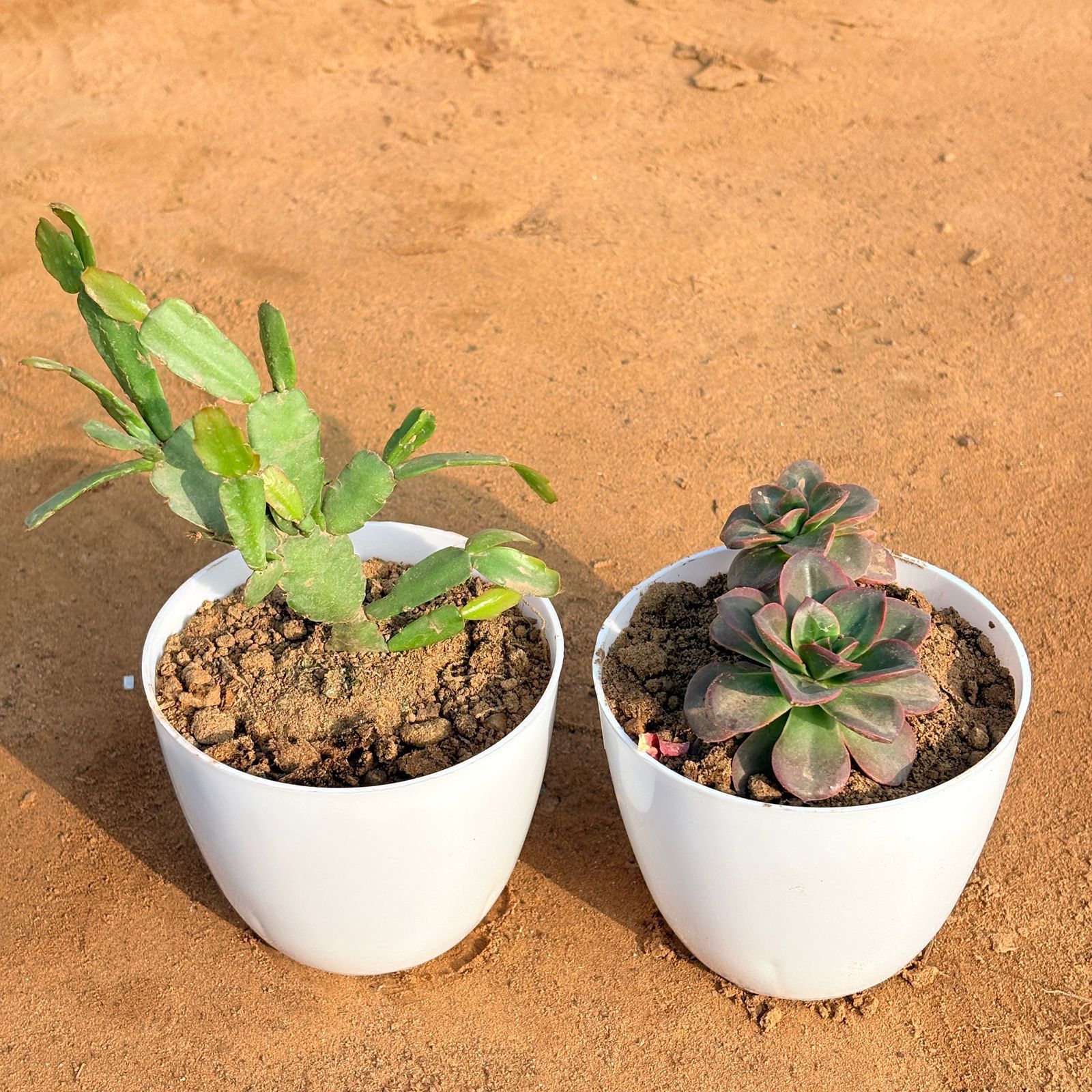 Set of 2 - Echeveria Melaco Succulent & Rare Christmas Cactus in 4 inch White Premium Orchid Round Plastic Pot