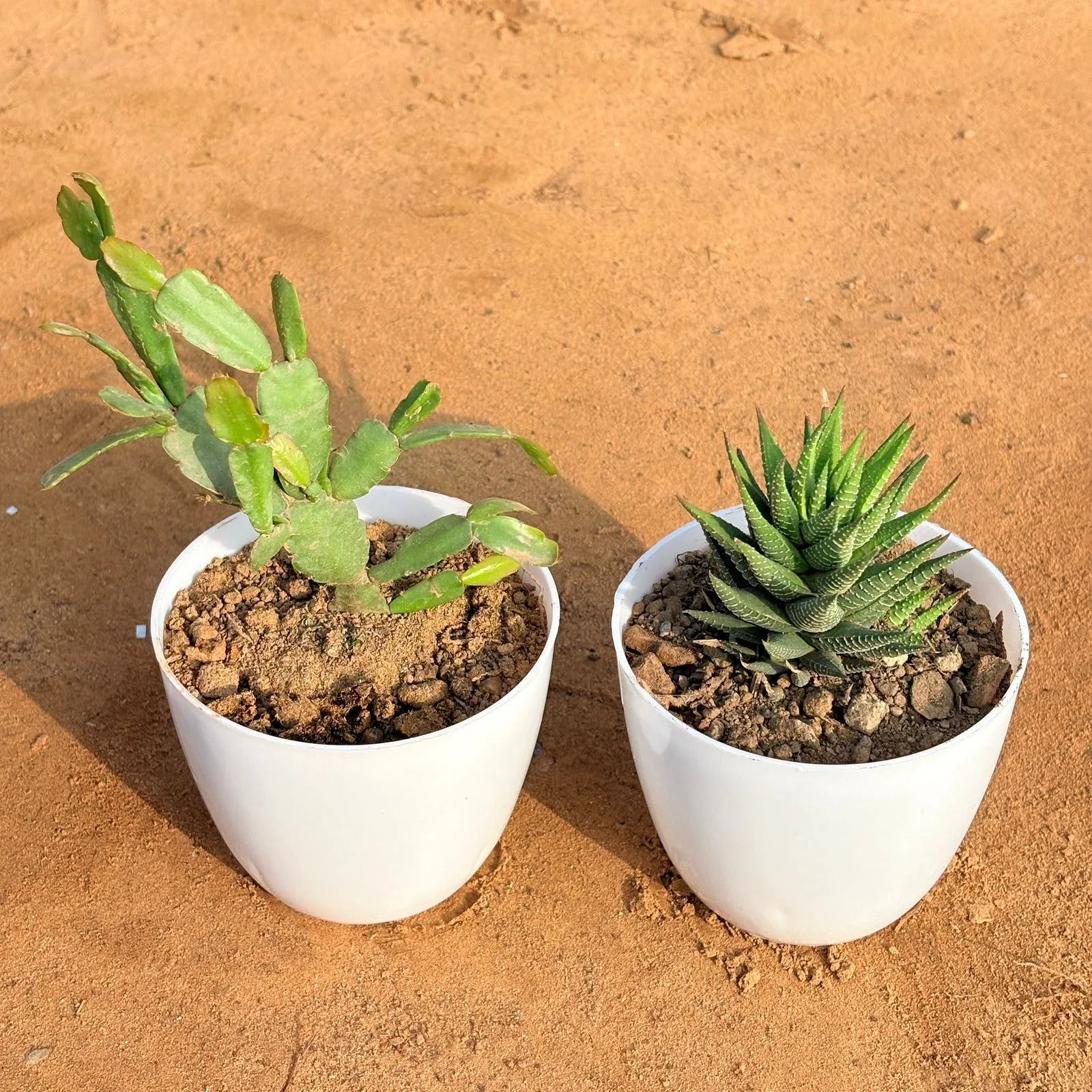 Set of 2 - Haworthia Zebrina & Rare Christmas Cactus in 4 inch White Premium Orchid Round Plastic Pot