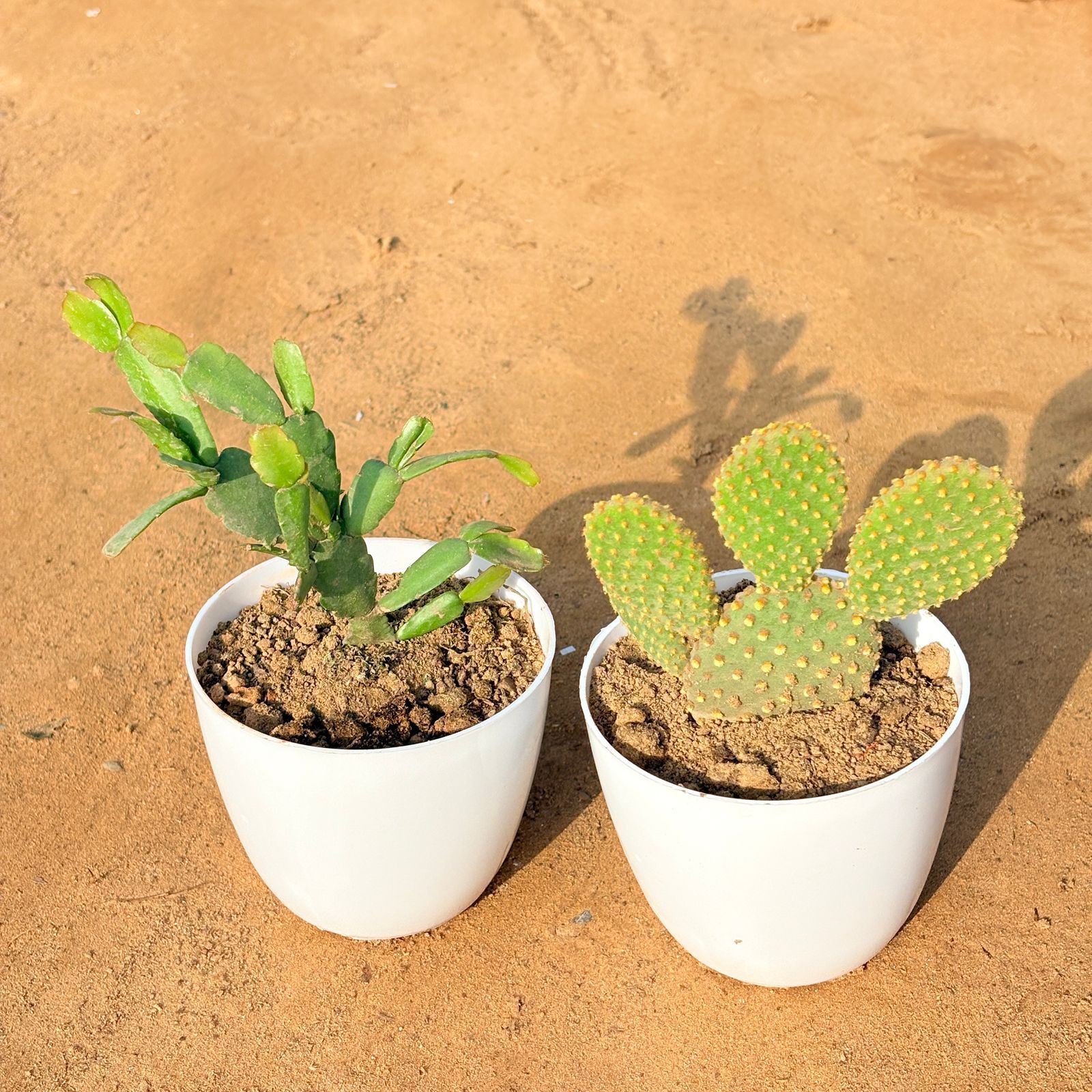 Set of 2 - Bunny Ear Cactus & Rare Christmas Cactus in 4 inch White Premium Orchid Round Plastic Pot