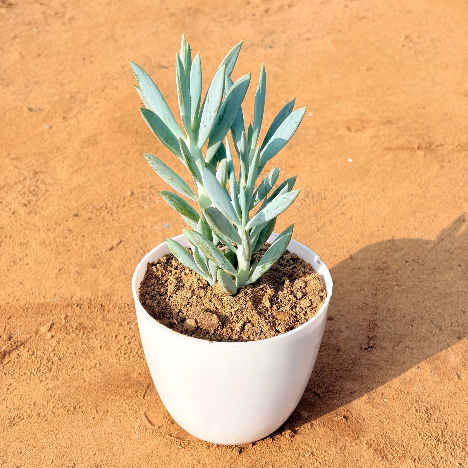 Curio Repens Succulent in 4 inch White Premium Orchid Round Plastic Pot