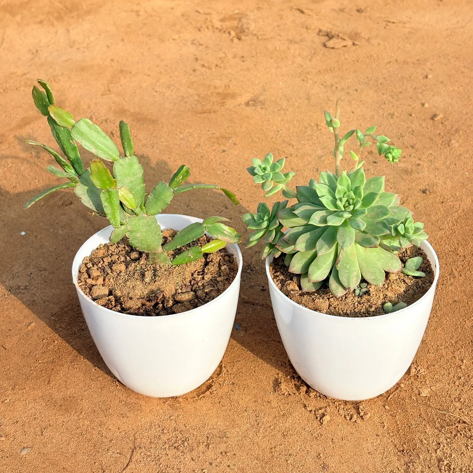 Set of 2 - Echeveria Red Succulent & Rare Christmas Cactus in 4 inch White Premium Orchid Round Plastic Pot