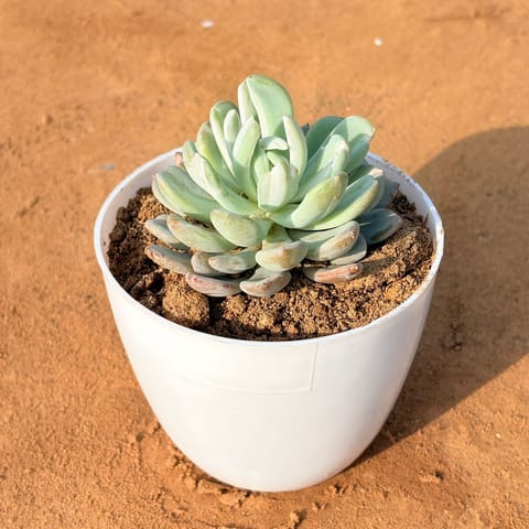 Echeveria Lotus Succulent in 4 inch White Premium Orchid Round Plastic Pot