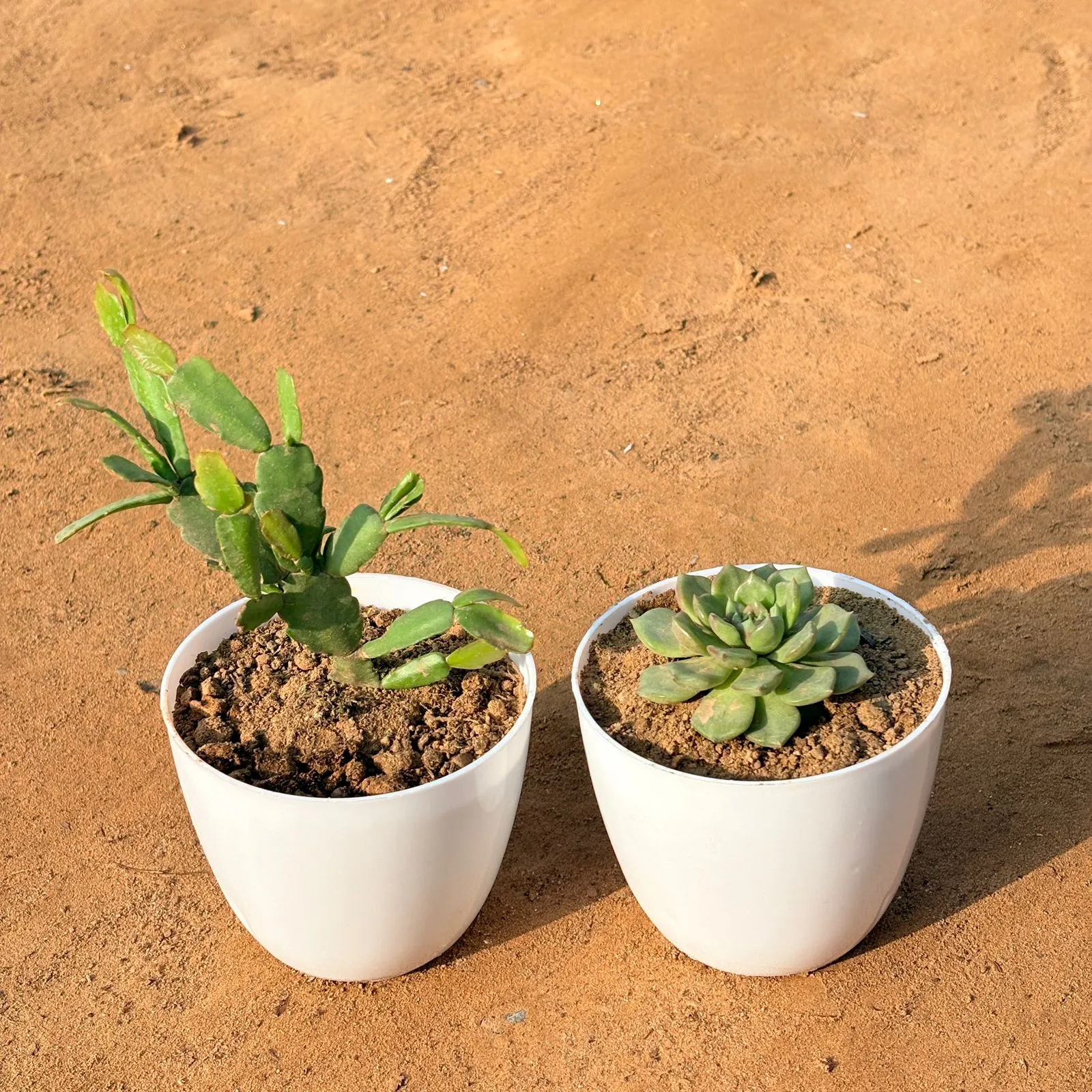 Set of 2 - Echeveria Elegans Succulent & Rare Christmas Cactus in 4 inch White Premium Orchid Round Plastic Pot