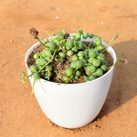 String of Pearls Succulent in 4 inch White Premium Orchid Round Plastic Pot