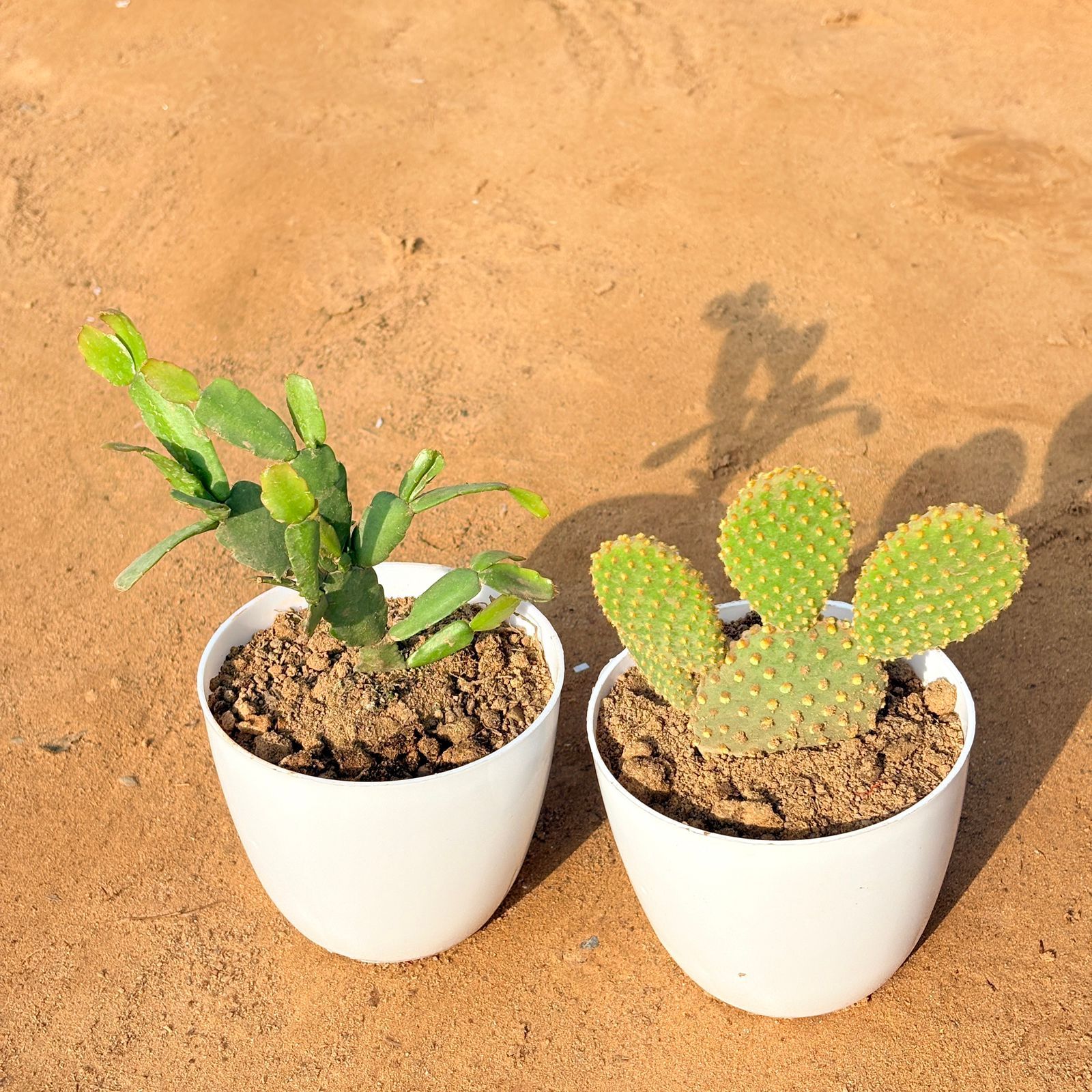 Set of 2 - Bunny Ear Cactus & Rare Christmas Cactus in 4 inch White Premium Orchid Round Plastic Pot