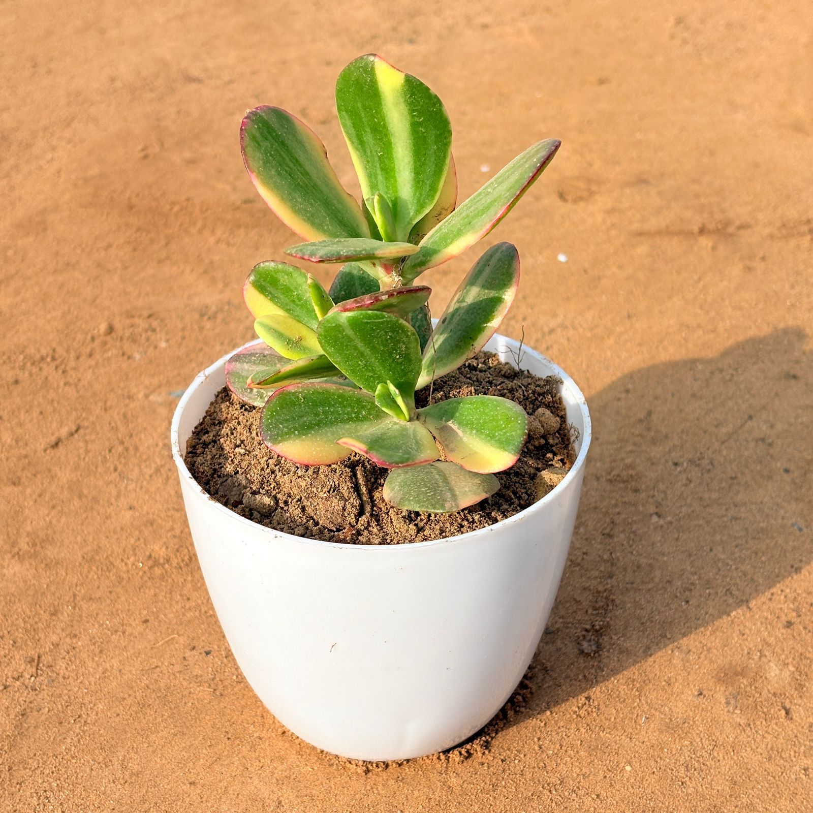 Crassula Variegated Succulent in 4 inch White Premium Orchid Round Plastic Pot