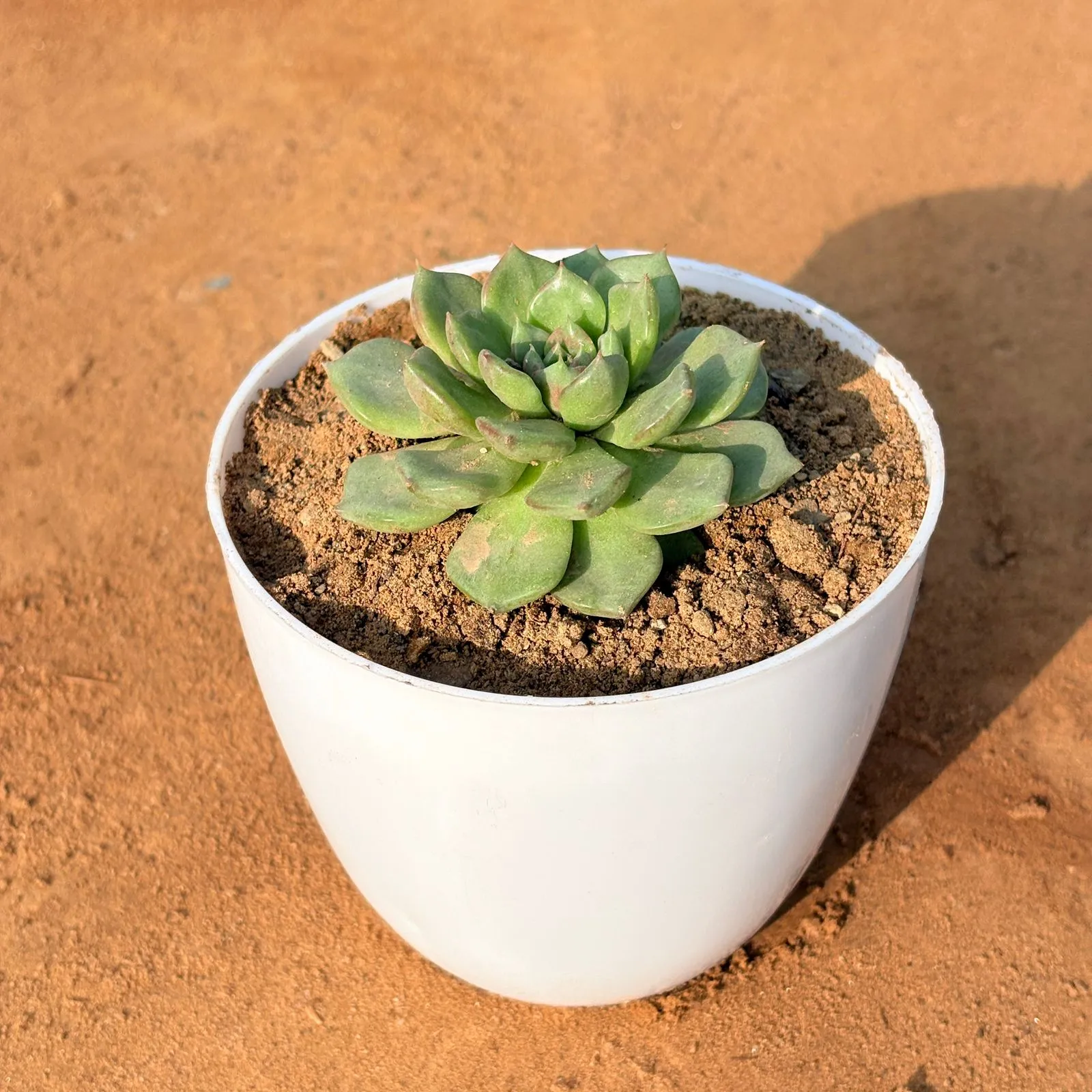 Echeveria Elegans Succulent in 4 inch White Premium Orchid Round Plastic Pot