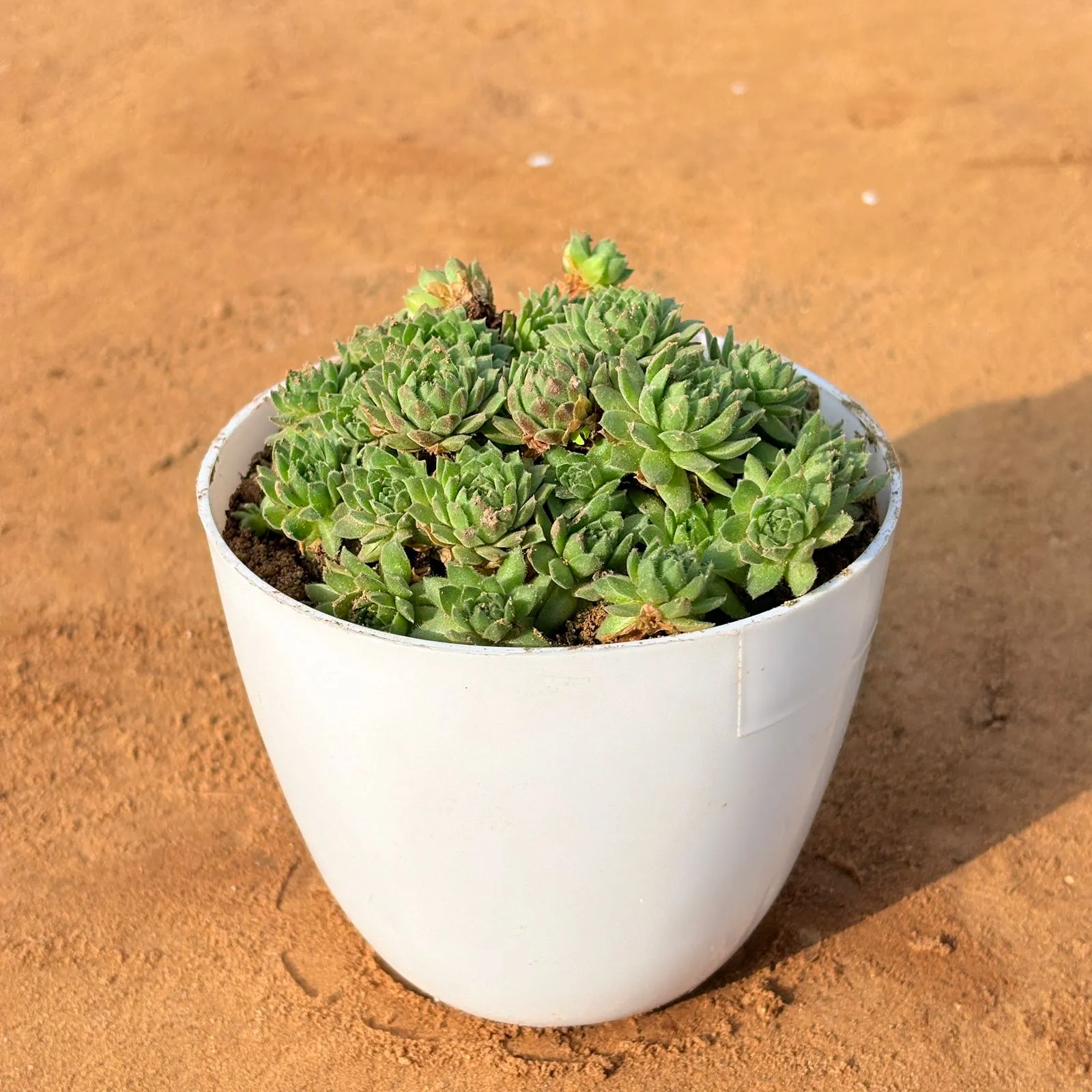 Sempervivum Arachnoideum Succulent in 4 inch White Premium Orchid Round Plastic Pot