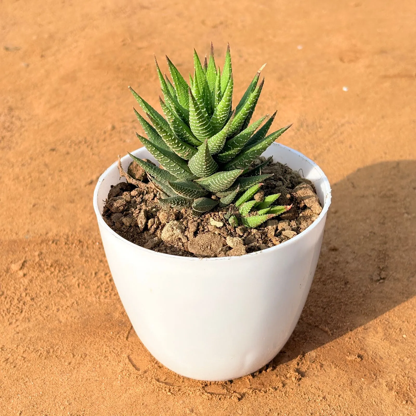 Haworthia Zebrina in 4 inch White Premium Orchid Round Plastic Pot