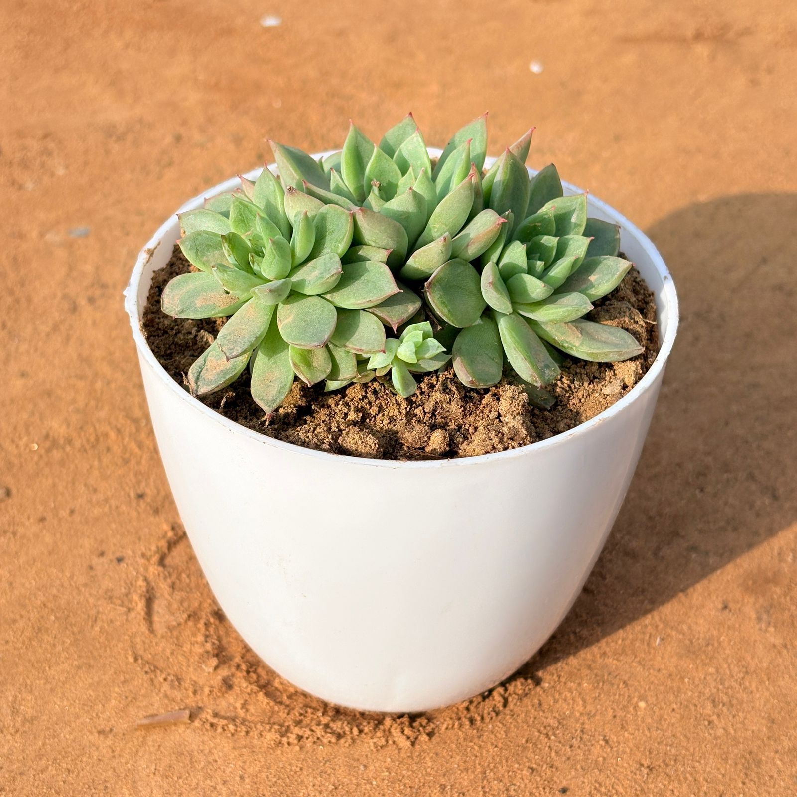 Chicken & Hen Succulent in 4 inch White Premium Orchid Round Plastic Pot